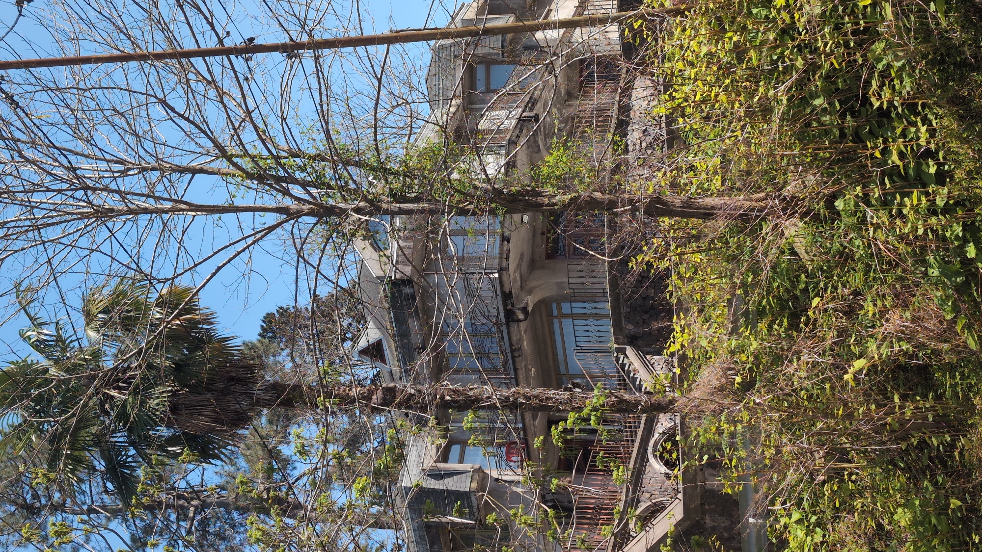The image depicts a multi-story building in Batumi, Georgia, partially obscured by trees. The building has an aged, concrete facade with visible windows, balconies, and metal railings. An external staircase ascends along the side of the structure. Trees with bare branches and sparse foliage are in the foreground, partially covering the building. A palm tree is visible on the left. The sky is blue.