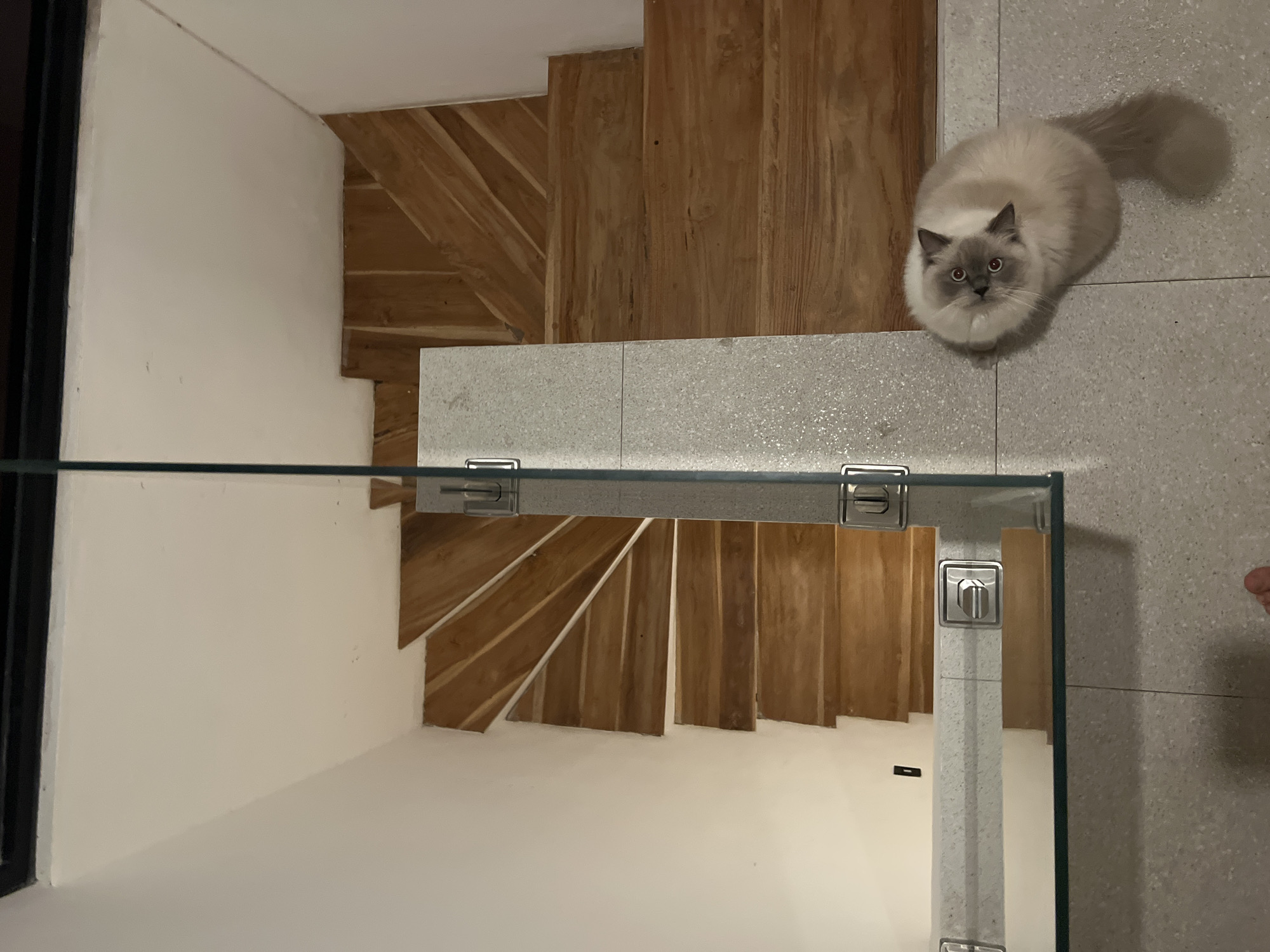 The image shows a staircase with wooden steps and a glass railing. A light-colored cat with grey markings and blue eyes sits on the tiled floor adjacent to the staircase, looking upwards. The stairs reflect in the glass of the railing. The location is identified as Buduk, Indonesia.