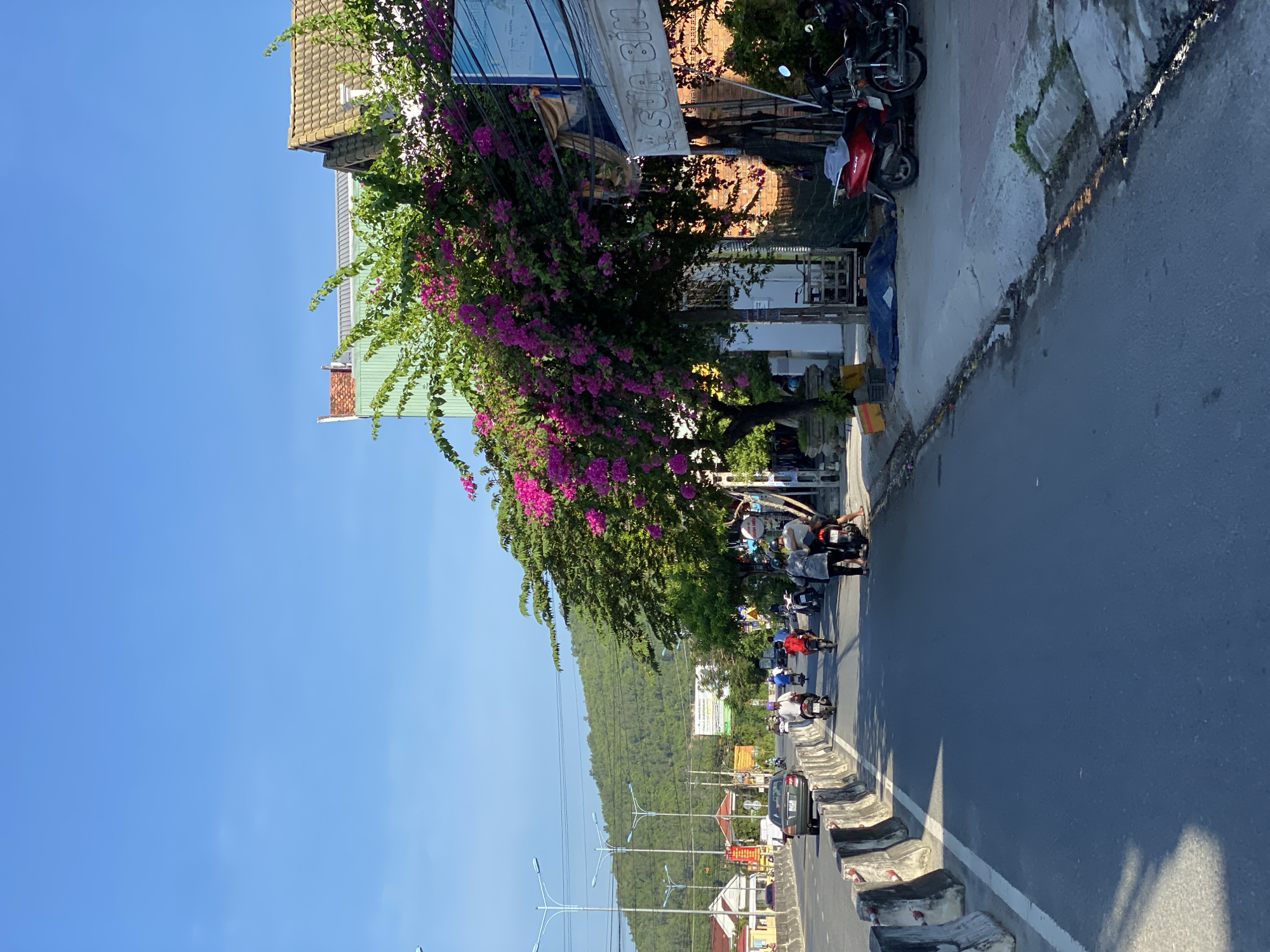 The image depicts a street scene in a city under a clear blue sky. A paved road runs through the center, with concrete barriers separating it from a sidewalk lined with trees. The trees are lush and green, with a vibrant pink flowering tree prominently featured in the foreground. Buildings with tiled roofs are visible on the right side of the street. A number of motorcycles and a car are present on the road, indicating traffic. Several people are seen on the sidewalk, some on motorcycles and others standing. The overall impression is of a bright, sunny day in a moderately busy urban environment.