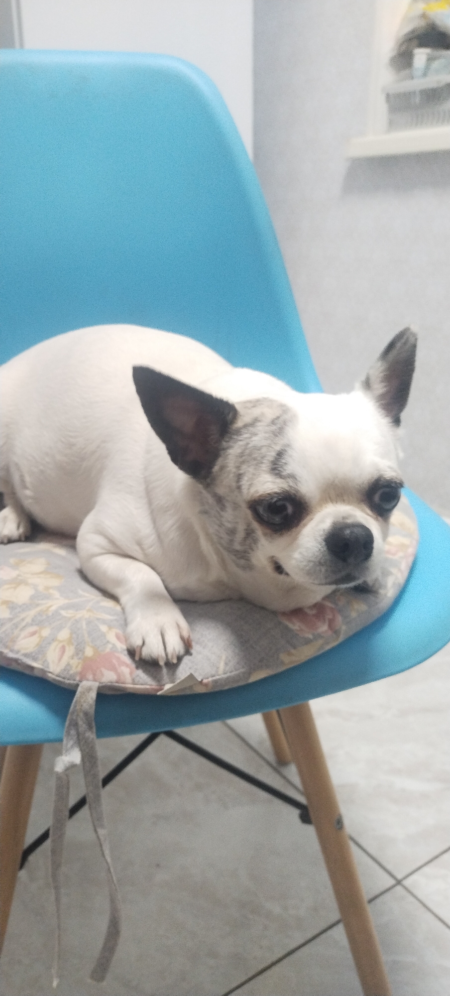 A small white dog with black markings on its face and ears is lying on a floral-patterned cushion placed on a teal-colored chair. The dog is facing the viewer and appears to be resting. The chair has wooden legs with black supports and is positioned indoors. The background is blurred and shows a wall and possibly some shelves. The scene is likely from a home in Pisochyn, Ukraine.