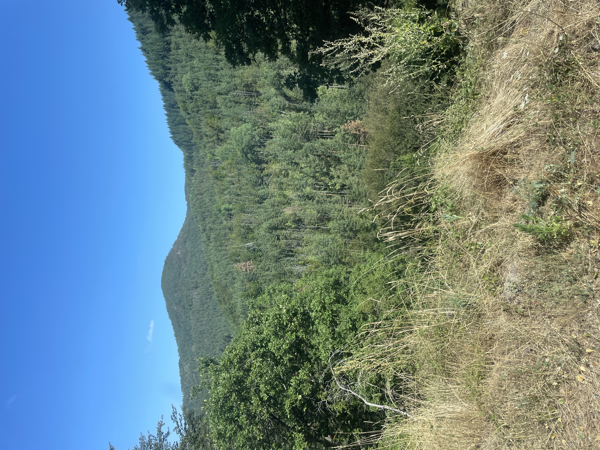 The image shows a view of a forested mountain landscape under a clear blue sky. In the foreground, dry, tall grass and some green vegetation are visible. Behind the foreground, the terrain slopes upwards, covered with a dense forest of evergreen and deciduous trees. A prominent, round, forested hill is seen in the middle ground, with more distant, densely forested hills filling the background. The sky is a vibrant, cloudless blue, with a single, small, wispy cloud visible above the middle ground hill. The overall impression is of a natural, undeveloped landscape, likely in a mountainous region. The location is identified as Debelianovo, Bulgaria.