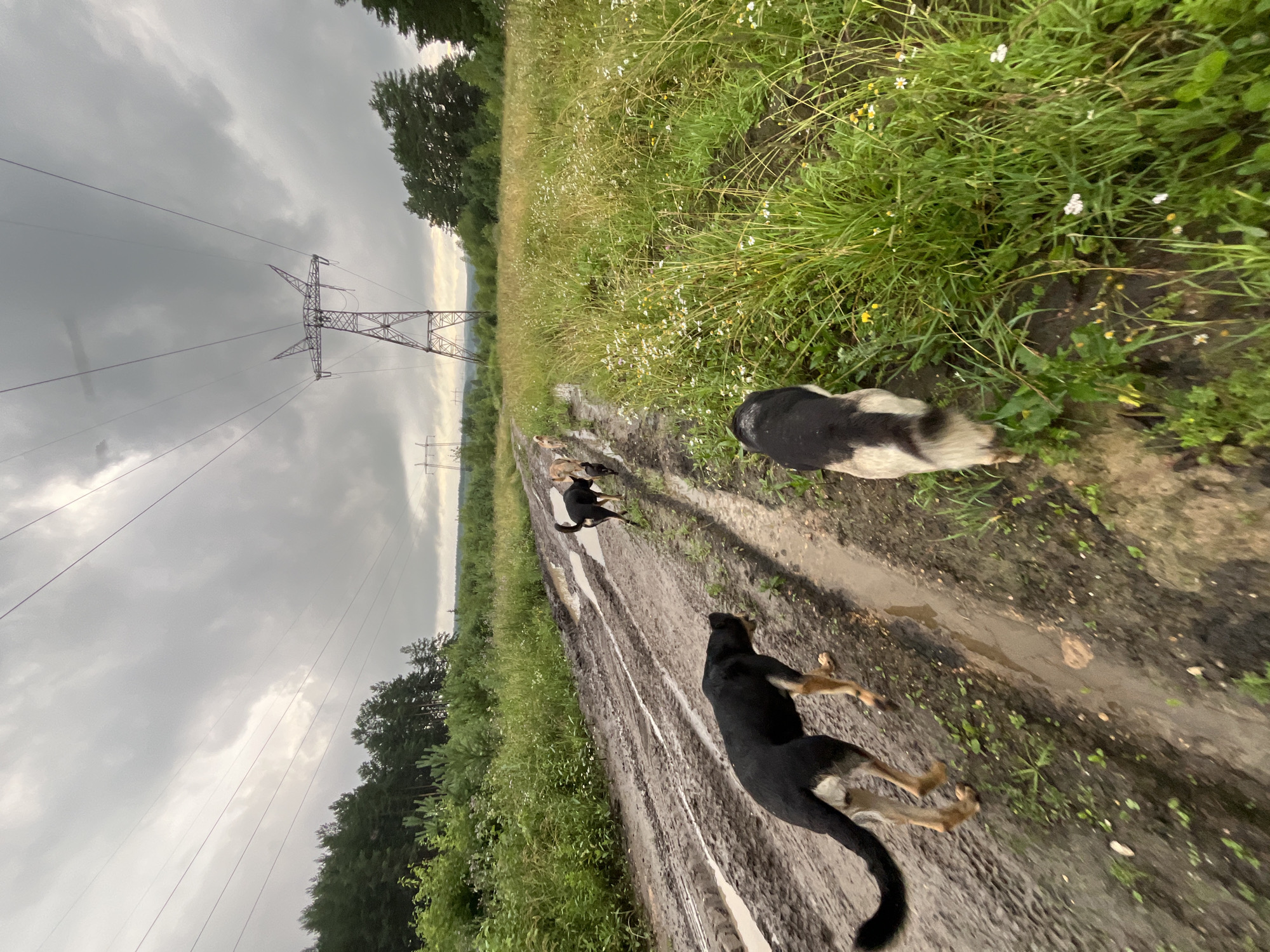 A low-angle, wide shot captures a muddy, rural path in Nizhny Tagil, Russia, flanked by overgrown grass and trees. Three dogs are visible on the path: one black and tan German Shepherd-type dog in the foreground, facing away from the camera and trotting on the left side of the path; another dog, appearing to be a black and tan mix, is further up the path and also facing away. A third dog, primarily white with black markings, is in the middle ground, also facing away. The path is rutted and filled with puddles, indicating recent rain. In the background, a tall, lattice metal power pylon stands against a cloudy, overcast sky, with lines extending from it across the frame. Trees and vegetation are abundant on either side of the path and in the distance. The overall impression is a damp, uncultivated outdoor environment.