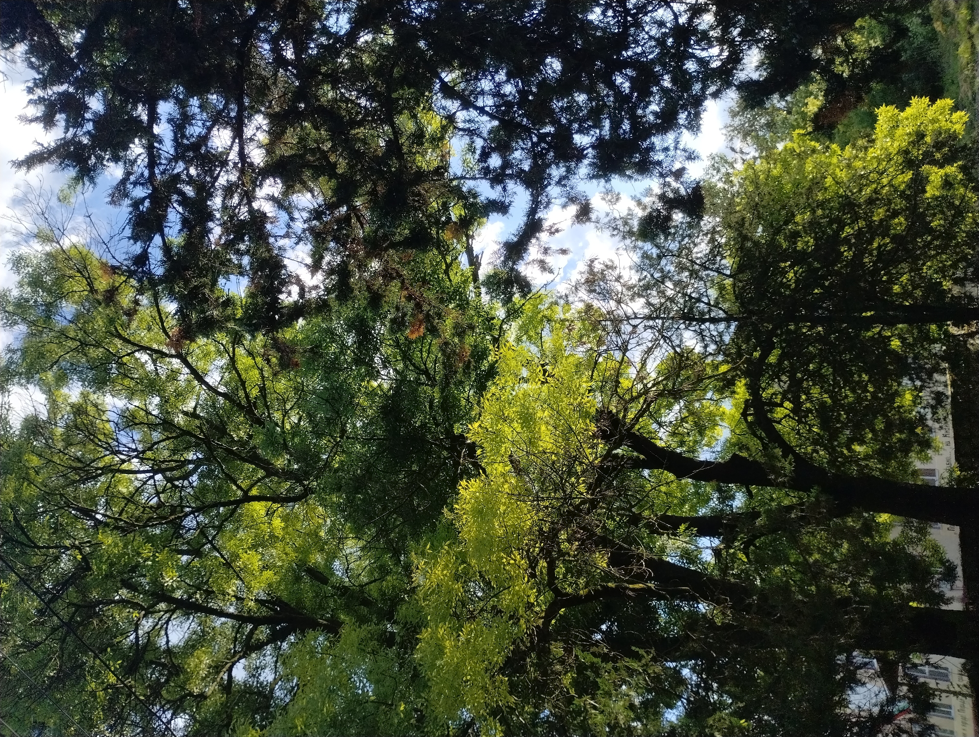 The image provides an upward perspective, looking through a dense canopy of trees towards a bright, partly cloudy sky. Various types of foliage are present: some trees feature dark green, needle-like leaves, possibly conifers, forming shadowy outlines against the sky, especially in the upper and left areas. Interspersed are trees with vibrant, lighter green, broad leaves, which appear almost yellow-green where they catch the sunlight, suggesting deciduous species or perhaps large clumps of mistletoe growing on branches. The intricate network of branches and twigs creates a natural frame around patches of the clear blue sky and scattered white clouds.
The scene depicts a bright daytime setting, likely mid-morning or early afternoon, with dappled sunlight filtering through the leaves. There are no people or explicit activities taking place, contributing to a serene and natural atmosphere.
On the far right side of the image, subtly visible through the dense foliage, is a light-colored building with multiple windows. Cyrillic text can be faintly discerned on the building's facade. Portions of the text appear to read "БАНКА" (Bank) and "Народна" (National/People's) on an upper section, and possibly "г. Русе" (city of Ruse) on a lower part. Given the location context of Roza, Bulgaria, these details indicate an urban or semi-urban environment where natural elements like trees coexist with architectural structures.