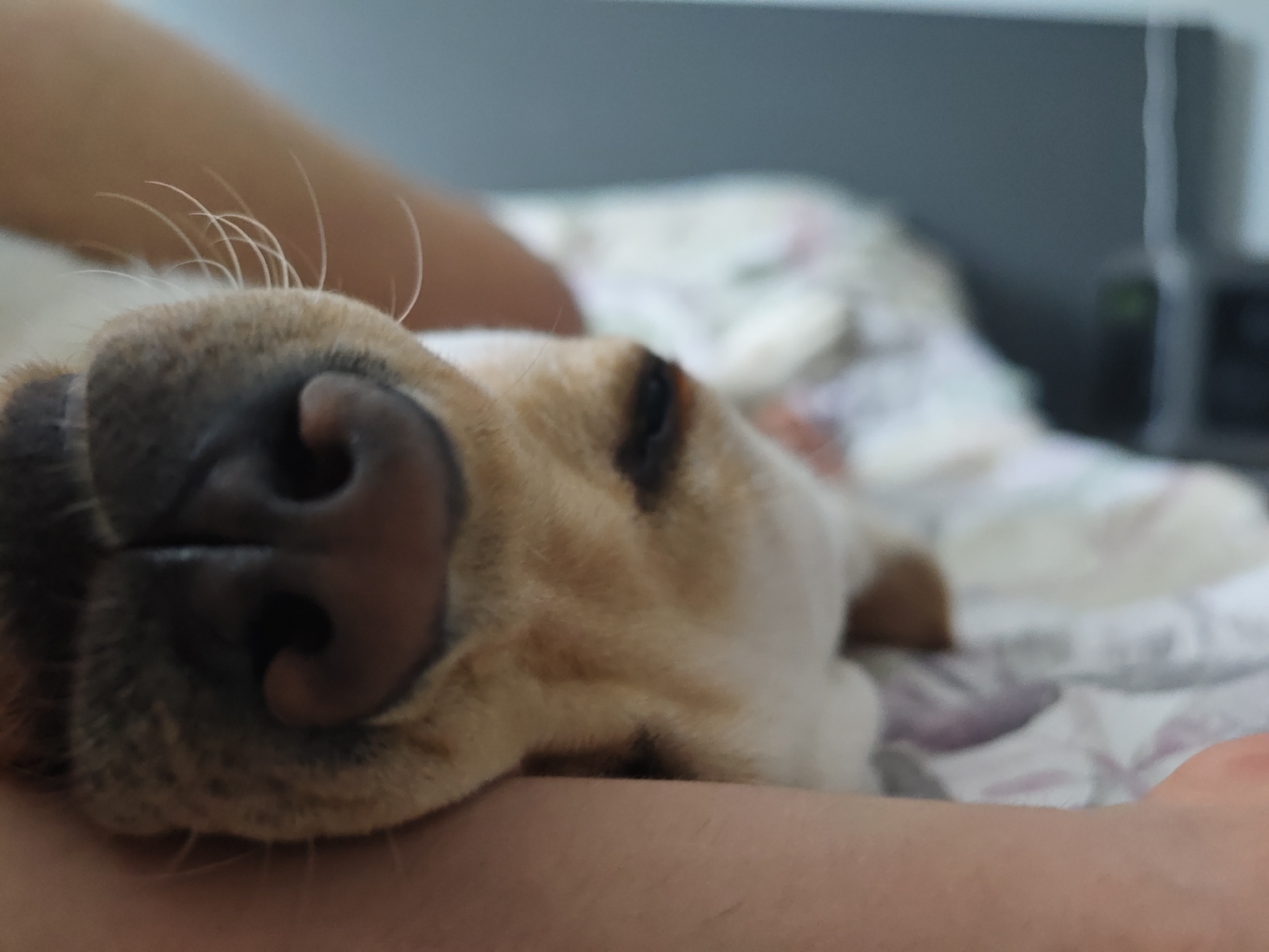 A close-up, slightly out-of-focus image depicts a sleeping light-colored dog with its nose and whiskers prominent in the foreground. The dog's nose is large and dark, pressed against a person's arm or hand. The dog's fur is light tan, and its eye is partially visible, appearing closed. The background includes a patterned bed covering and a blurred gray headboard or other structure. No people, subjects, objects, actions, interactions, and the environment can be associated with Kozloduy, Bulgaria, with the context provided.