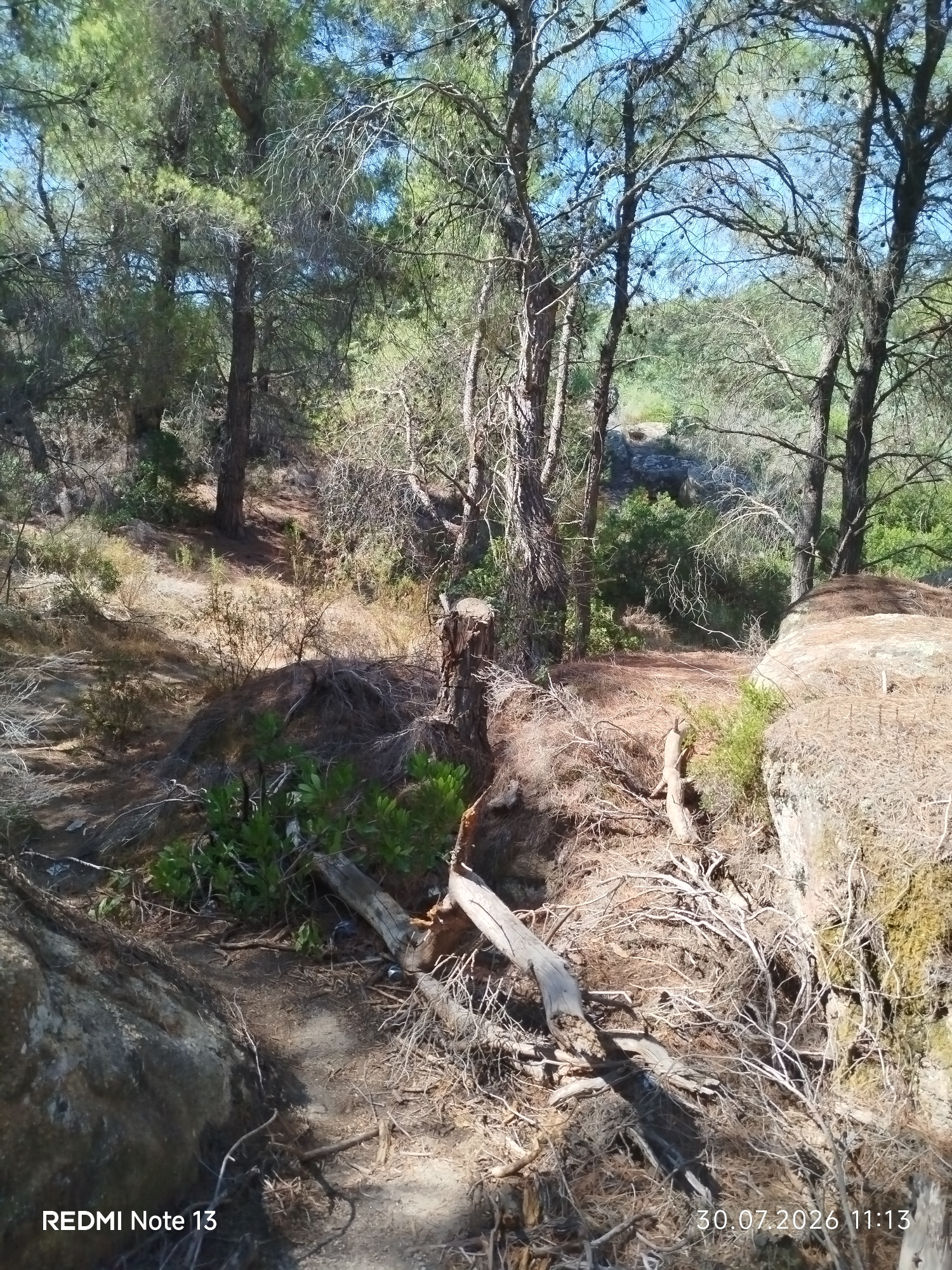 The image depicts a natural outdoor scene in Sithonia Municipal Unit, Greece. The environment is a forest floor covered with dry pine needles, fallen branches, and sparse green vegetation. Several large rocks are present, one prominently on the right side of the frame. Tall trees with visible pinecones dominate the background, casting shadows on the ground. The sky is clear and blue. A cut tree stump is visible near the center. The overall impression is one of a dry, somewhat rugged natural area. The timestamp "30.07.2026 11:13" and the text "REDMI Note 13" are visible in the bottom corners. There are no people or visible actions in the scene.