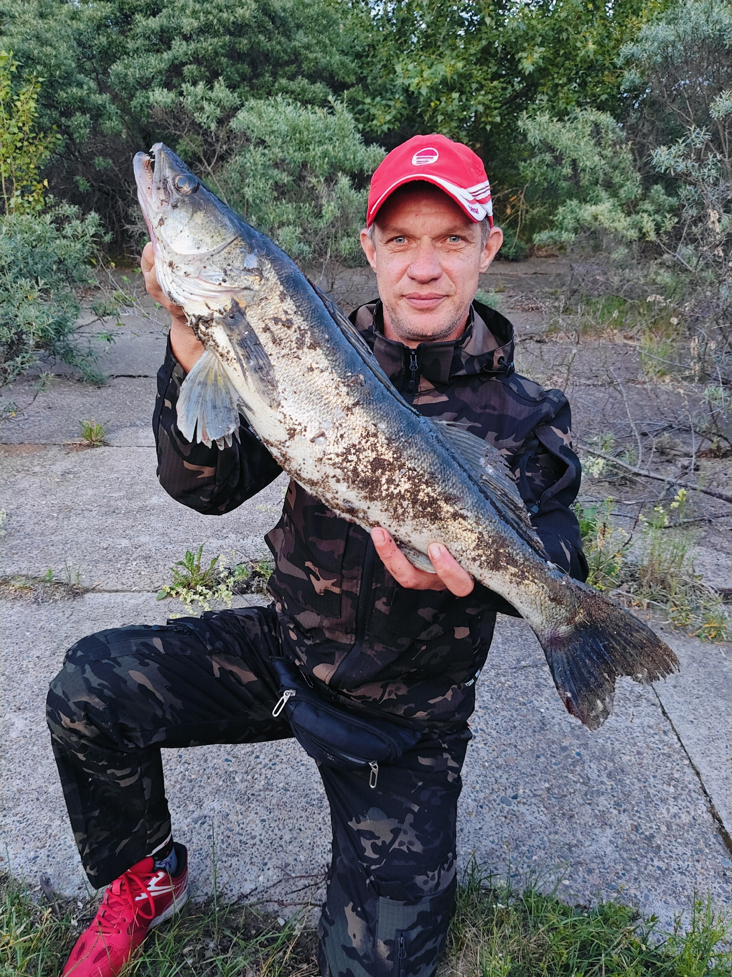A middle-aged Caucasian man wearing a red baseball cap, camouflage jacket, and camouflage pants is kneeling on a concrete surface and holding a large, muddy fish. The man has blue eyes and is smiling at the camera. He is holding the fish horizontally in front of him with both hands. The fish appears to be a pike or a similar predatory species. The background consists of dense green foliage and dry brush. The concrete surface shows cracks and patches of grass growing through it. The man is wearing red athletic shoes. A black fanny pack is visible around his waist. The setting suggests an outdoor environment, possibly near a body of water given the presence of the fish. The lighting indicates it is daytime, likely late afternoon or early evening, as the light appears soft. The specific location is the city of Chaikovsky, Russia, near the Kama River.