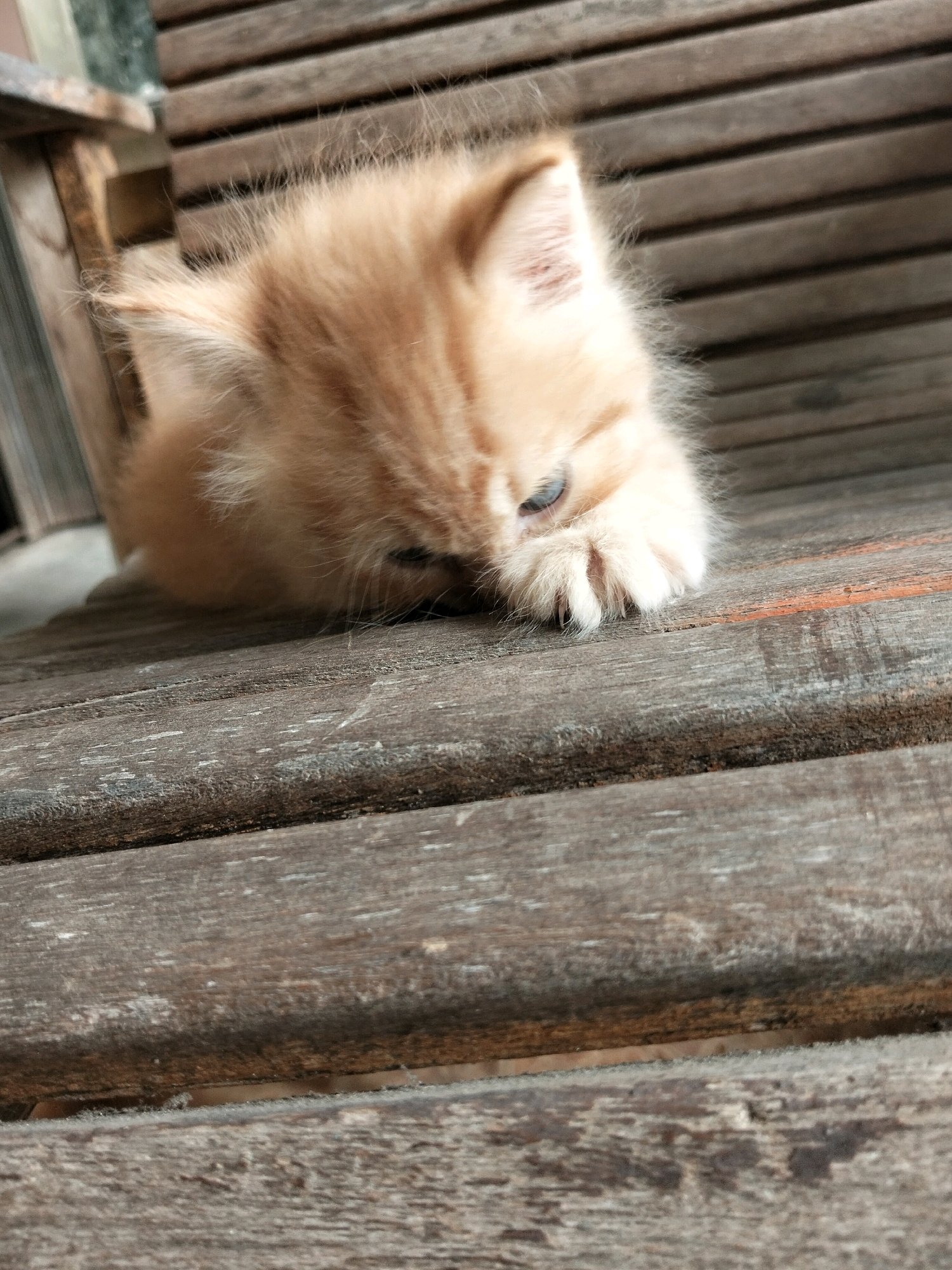 A fluffy, ginger-colored kitten with blue eyes is lying on a weathered wooden bench. The kitten's head is down, and its front paw is covering its face. The bench appears to be outdoors, possibly in a garden or patio area. The background shows wooden slats and a blurry green element. The image is taken from a close-up perspective, with the kitten as the central subject. The location is Arang Limbung, Indonesia.