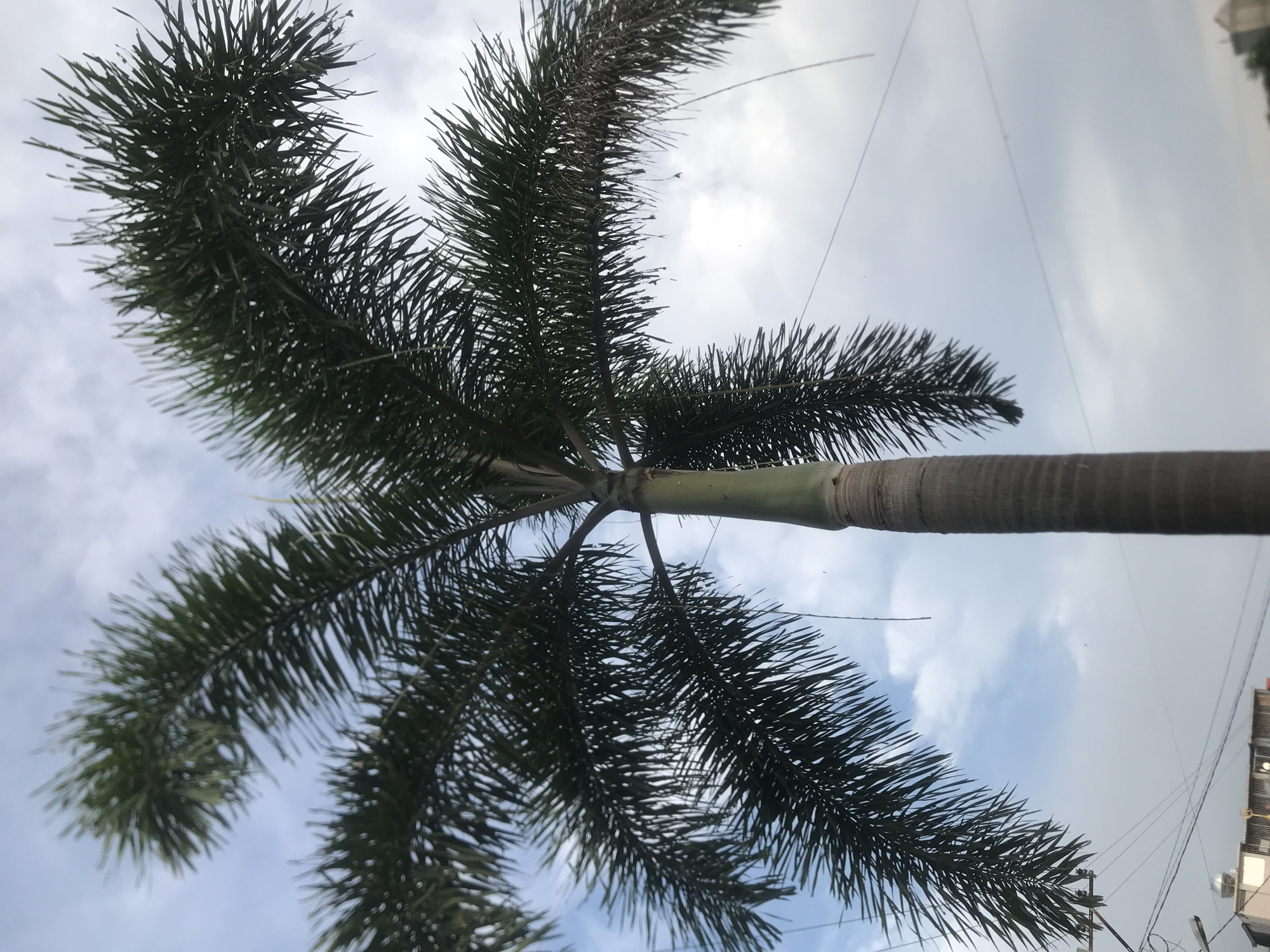 The image is taken from a low angle, looking up at a palm tree against a partly cloudy sky. The palm tree's trunk is visible in the center of the frame, extending upwards. The fronds of the palm tree spread outwards, filling the upper portion of the image. In the background, glimpses of buildings and electrical wires are visible, indicating an urban setting. The presence of buildings and electrical wires suggests the photo was taken in a residential or commercial area. Without more specific location information, pinpointing the exact location within Lhokseumawe, Indonesia is impossible.