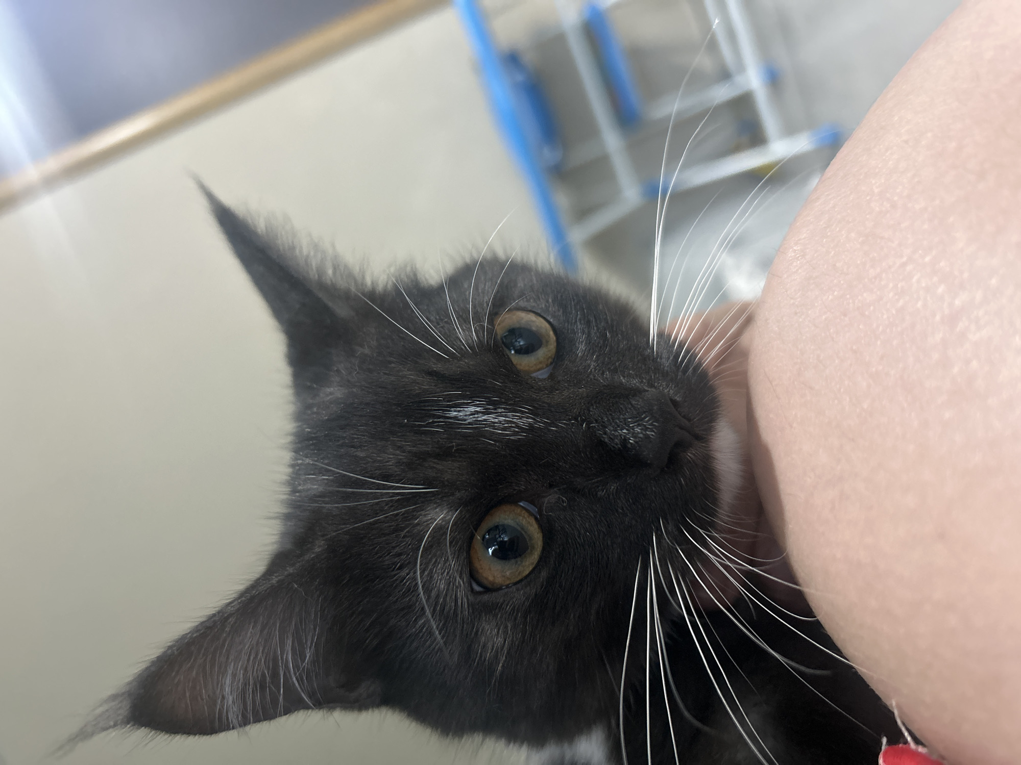 A black kitten with a white patch on its forehead and white whiskers is held close to the camera, obscuring a person's arm in the foreground. The kitten's ears are pointed and erect, and its amber eyes are looking to the right. In the background, a blurred metal and plastic structure, possibly a drying rack or shelving unit, is visible with blue accents. The lighting suggests an indoor setting. There is no information available to determine the location in Abakan, Russia.