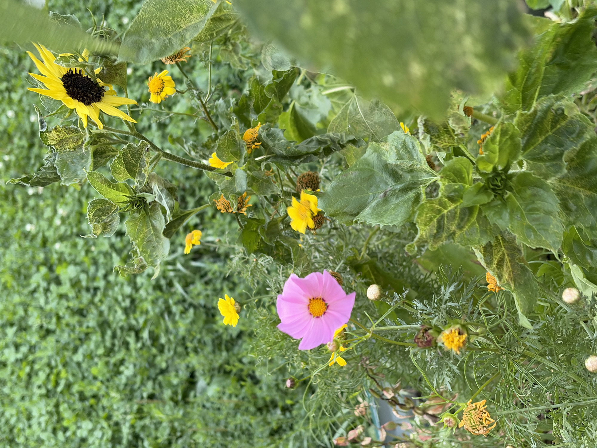 A medium shot captures a vibrant garden scene with a variety of flowers in full bloom. A large pink cosmos flower with a yellow center is prominently displayed in the foreground, its delicate petals unfurling. To its left, a cluster of yellow flowers, possibly marigolds or cosmos, adds a splash of color. A sunflower with bright yellow petals and a dark center stands taller in the background, its head slightly tilted. Interspersed among these are smaller yellow flowers, some appearing wilted, and green foliage. The background consists of a dense, out-of-focus green covering, likely grass or other ground cover. The overall impression is one of a lush and colorful garden. The image does not contain any people, explicit actions, or interactions. The environment is a natural setting, likely a garden, possibly located in the city of Khimki, Russia, though no specific indicators confirm this location.