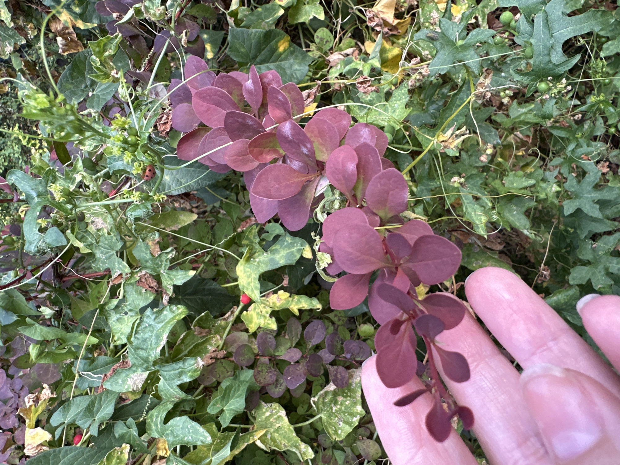 An outdoor close-up shot shows a person's left hand in the lower left quadrant of the image, with the fingers gently touching a branch of a plant with dark red leaves. The leaves are oval-shaped and clustered together on thin stems. Behind this branch, and filling the rest of the image, is dense green foliage with some yellowing and brown patches, indicative of natural decay or seasonal changes. Among the greenery, small green berries and tendrils are visible. In the upper right quadrant, a ladybug is perched on a stem. The lighting suggests it is daytime, with soft illumination. The scene appears to be a garden or natural overgrown area. The image was taken in Krefeld, Germany.