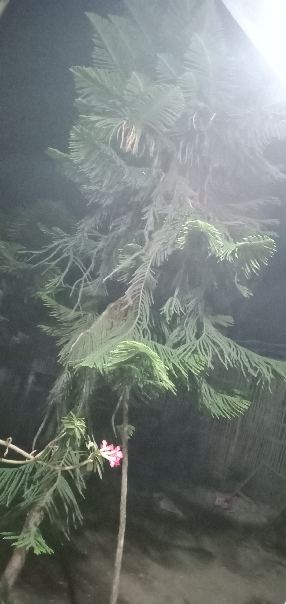 The image shows a dimly lit outdoor scene, likely taken at night in Baureno, Indonesia. Dominating the view is a large tree with soft, feathery green foliage, possibly a type of pine or cypress. A small cluster of pink flowers is visible on a lower branch, adding a touch of color. The background is dark, suggesting a residential or garden area, with hints of structures like fences or buildings. The overall atmosphere is soft and slightly hazy due to the lighting conditions.