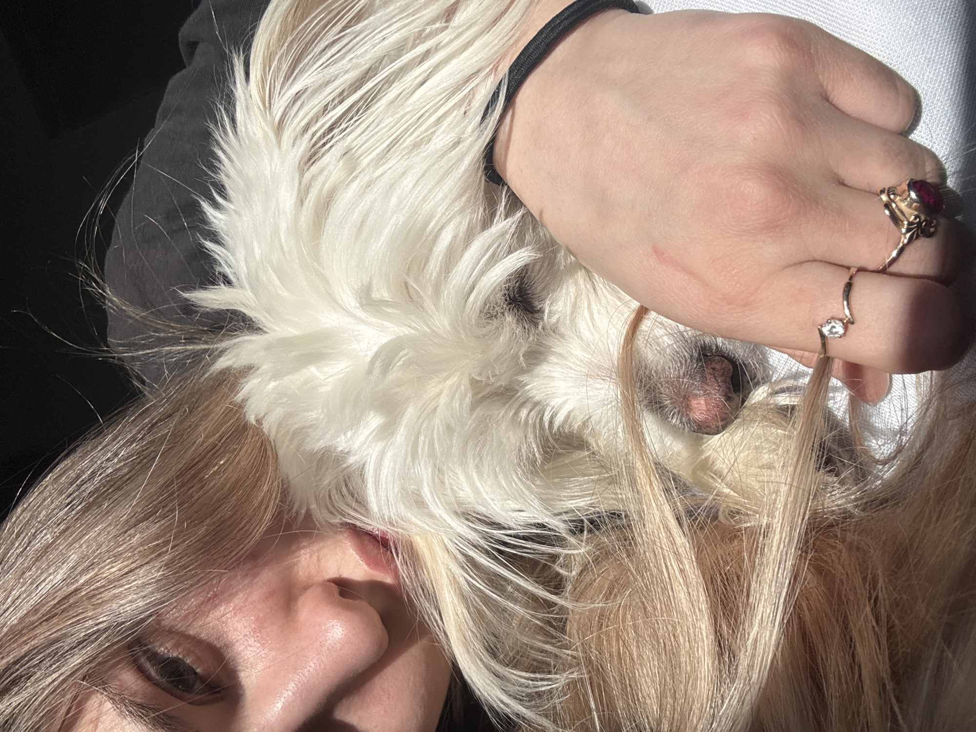 The image depicts a close-up, slightly angled view of a person holding a small, white, long-haired dog. The person, with light blonde hair, has their face partially visible in the lower left corner of the frame. The dog appears to be resting on or near the person's head, with its face nestled amongst the person's hair and near their ear. The person's hand, adorned with two rings, is positioned near the dog's head. The background is out of focus and appears to be a mix of light and dark tones. No recognizable landmarks or features identify a specific location, including Noviy, Russia.