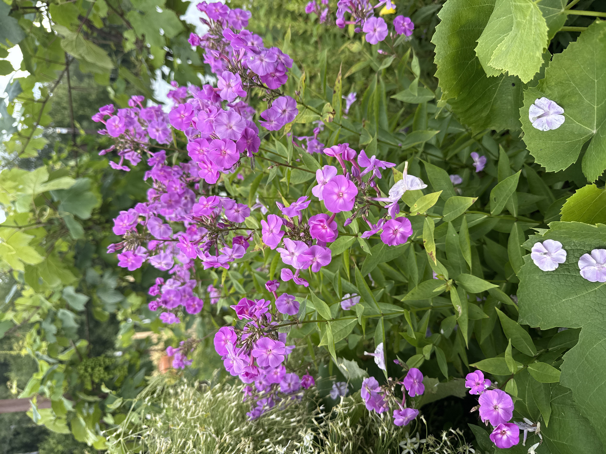The image shows a close-up of a cluster of vibrant purple phlox flowers in bloom, set against a backdrop of lush green foliage. The flowers are in various stages of opening, with some fully bloomed and others still in bud. The leaves of the phlox plants are a deep green, with a slightly serrated edge. In the foreground, large, deeply veined green leaves dominate the lower portion of the frame, with two delicate, pale purple flowers resting on their surfaces. The background is a blur of green leaves and branches, suggesting a garden setting. The overall impression is one of a thriving, natural environment. The image was taken in a garden in the city of Mahilyow, Belarus.