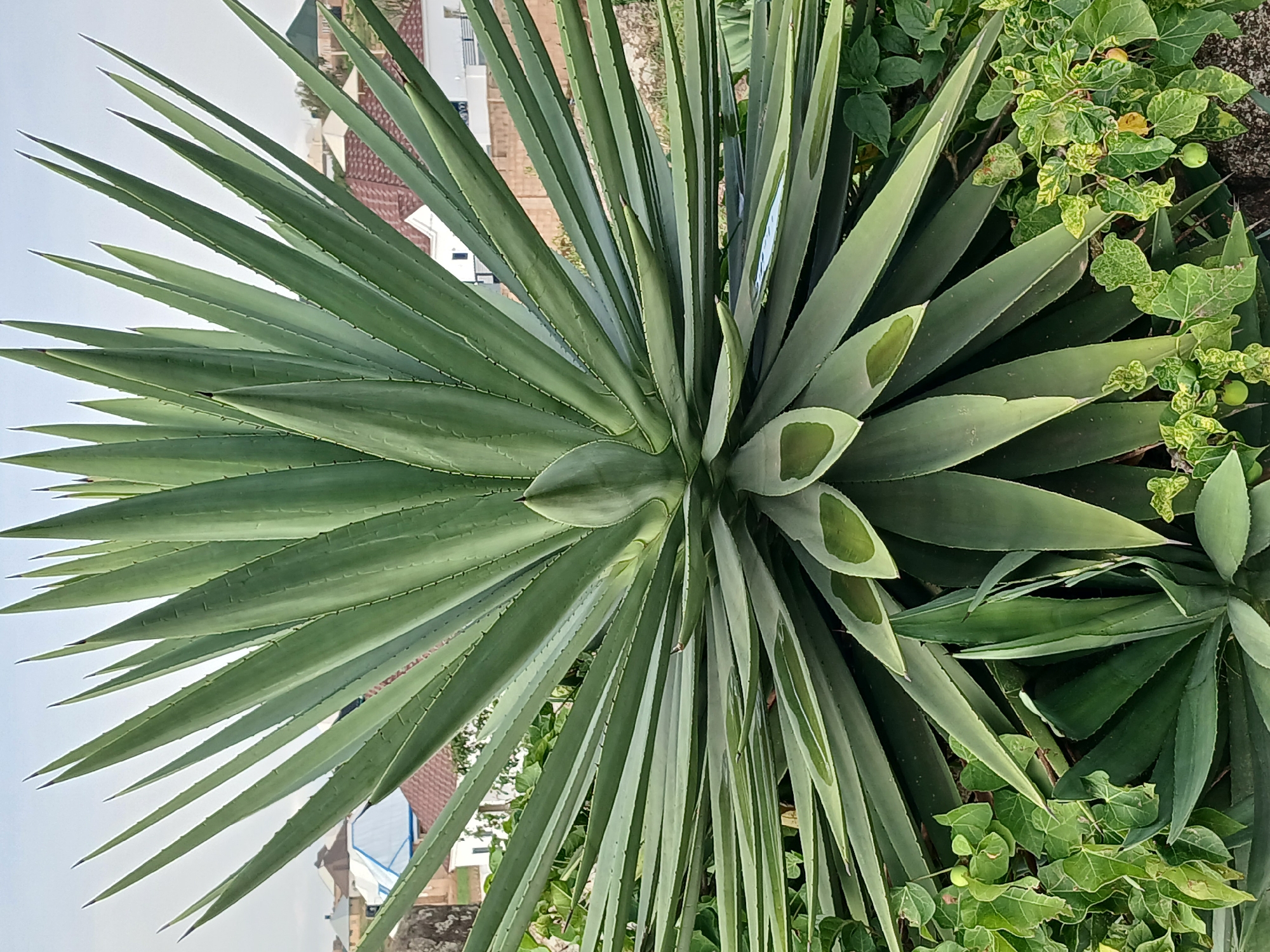 The image shows a large agave plant in the foreground, with its long, spiky leaves radiating outwards. In the background, a few buildings with red-tiled roofs and white walls are visible, suggesting a residential area in the city of Kwang, Nigeria. The sky is overcast, and the overall lighting is diffused. The ground around the agave plant is covered with smaller green plants and some vines. The scene appears to be a still, outdoor environment, possibly a garden or a yard. There are no people or animals visible in the image.