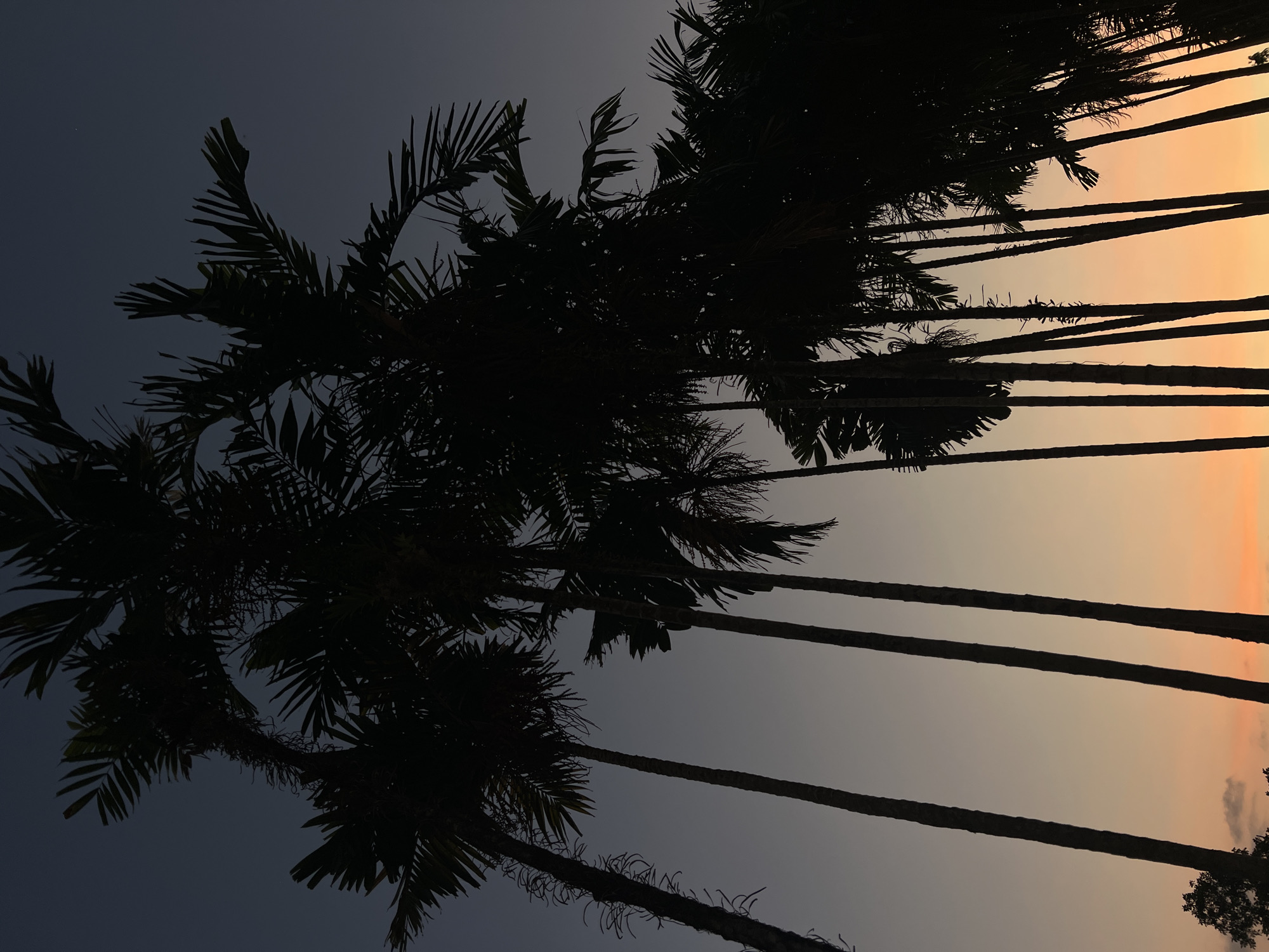 This media file captures a serene outdoor scene at sunset or twilight in Kathu, Thailand. The primary subjects are numerous tall, slender palm trees silhouetted against a gradient sky. The trees occupy the left and central parts of the frame, their dark, intricate fronds and straight trunks creating strong vertical lines that stretch from the bottom towards the top of the image. The deep black silhouettes make it difficult to discern specific details of the palm fronds, though their typical feathery shapes are visible.
The sky exhibits a striking transition of colors, indicative of the time of day. The upper left portion of the sky is a dark, muted blue-grey, suggesting the diminishing light of dusk. Moving towards the lower right, the sky brightens significantly, displaying warm hues of soft orange and yellow, characteristic of a tropical sunset. This color contrast between the dark trees and the luminous sky is a key visual element. There are no people or explicit activities visible, and the scene conveys a peaceful, natural ambiance. No visible text is present in the image.