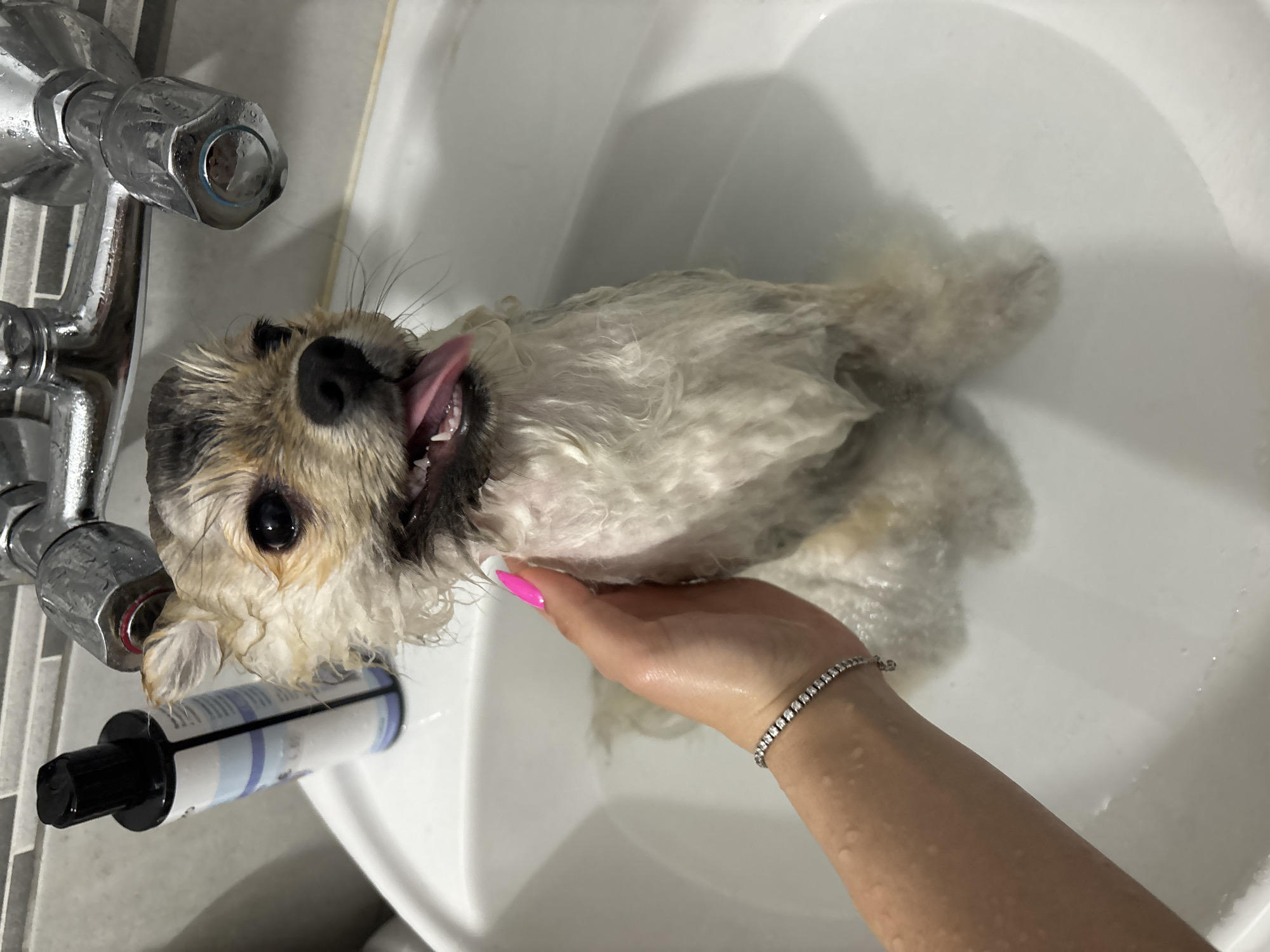 A wet Shih Tzu dog is being bathed in a white sink. The dog is on its back, tongue sticking out. A person's arm and hand with a pink fingernail and a silver bracelet are visible, holding the dog. Next to the dog is a bottle with a black cap and a label with blue and white stripes. A chrome faucet is attached to the sink. The scene appears to be a domestic bathroom. This is not sufficient information to geolocate the image to the city of Plovdiv, Bulgaria.