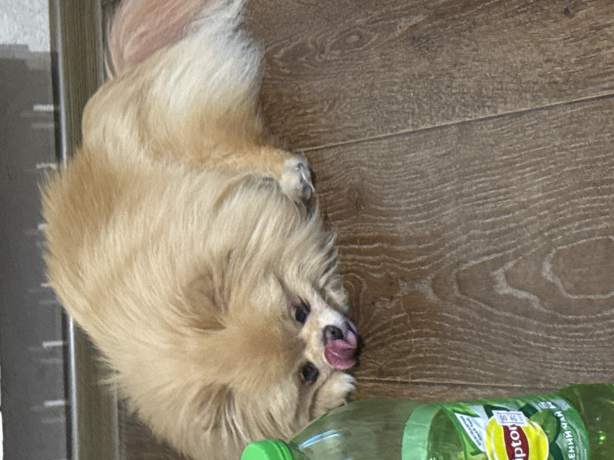 A fluffy, light brown Pomeranian dog is lying down on a wooden floor, with its head resting on its paws and its tongue sticking out. To the left of the dog is a green plastic bottle of Lipton green tea, with a yellow label and a price tag. The background shows a gray, textured surface, possibly a wall or a cabinet. The lighting is natural, casting soft shadows. The image appears to be taken indoors in a domestic setting.