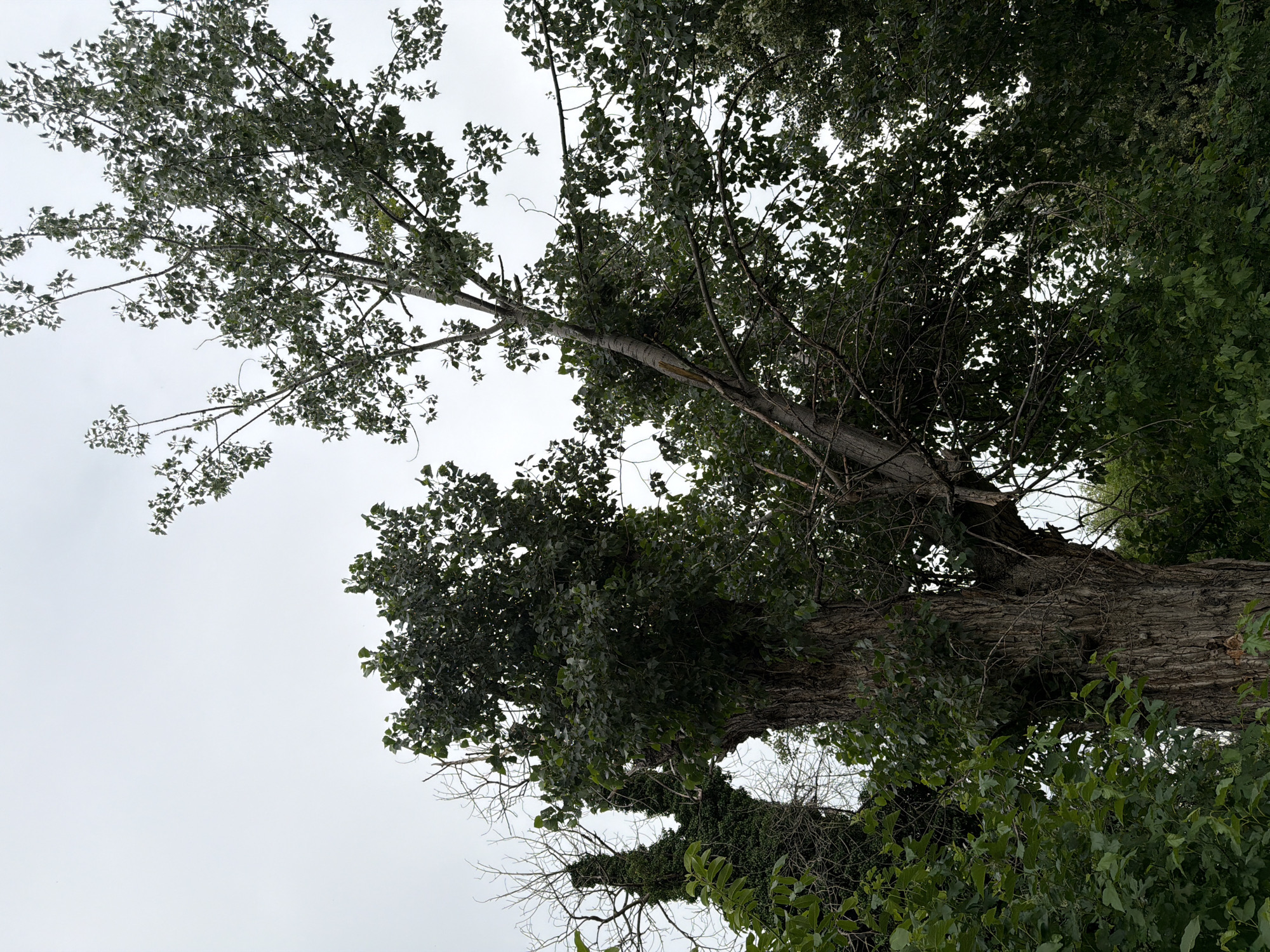 The image shows a close-up, low-angle view of two large trees against a bright, overcast sky. The tree on the left is significantly overgrown with ivy and appears to have dead branches. The tree on the right has a thick, textured trunk and a canopy of green leaves. The leaves on both trees are densely packed, with some branches visible through them. The overall impression is one of lush, untamed greenery. The scene is situated in Pazardzhik, Bulgaria. There are no people or animals visible in the image. The environment appears to be natural, possibly a park or a wooded area within the city.