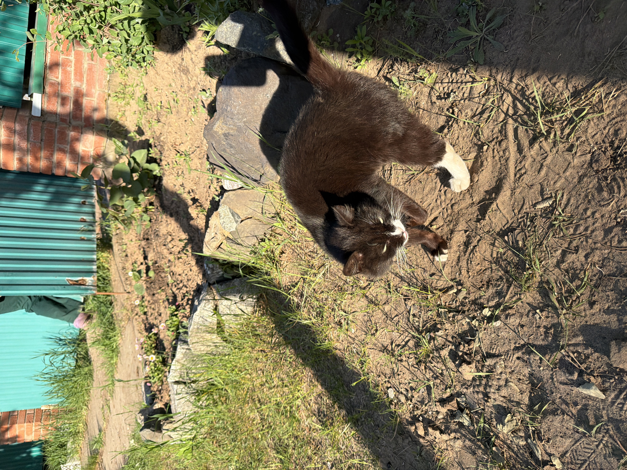 A black and white cat is lying in a sunny, outdoor setting. The background consists of dirt, rocks, grass, and a brick and corrugated metal structure, with pink clothing hanging from the structure. The scene is located in Chaikovsky, Russia.
