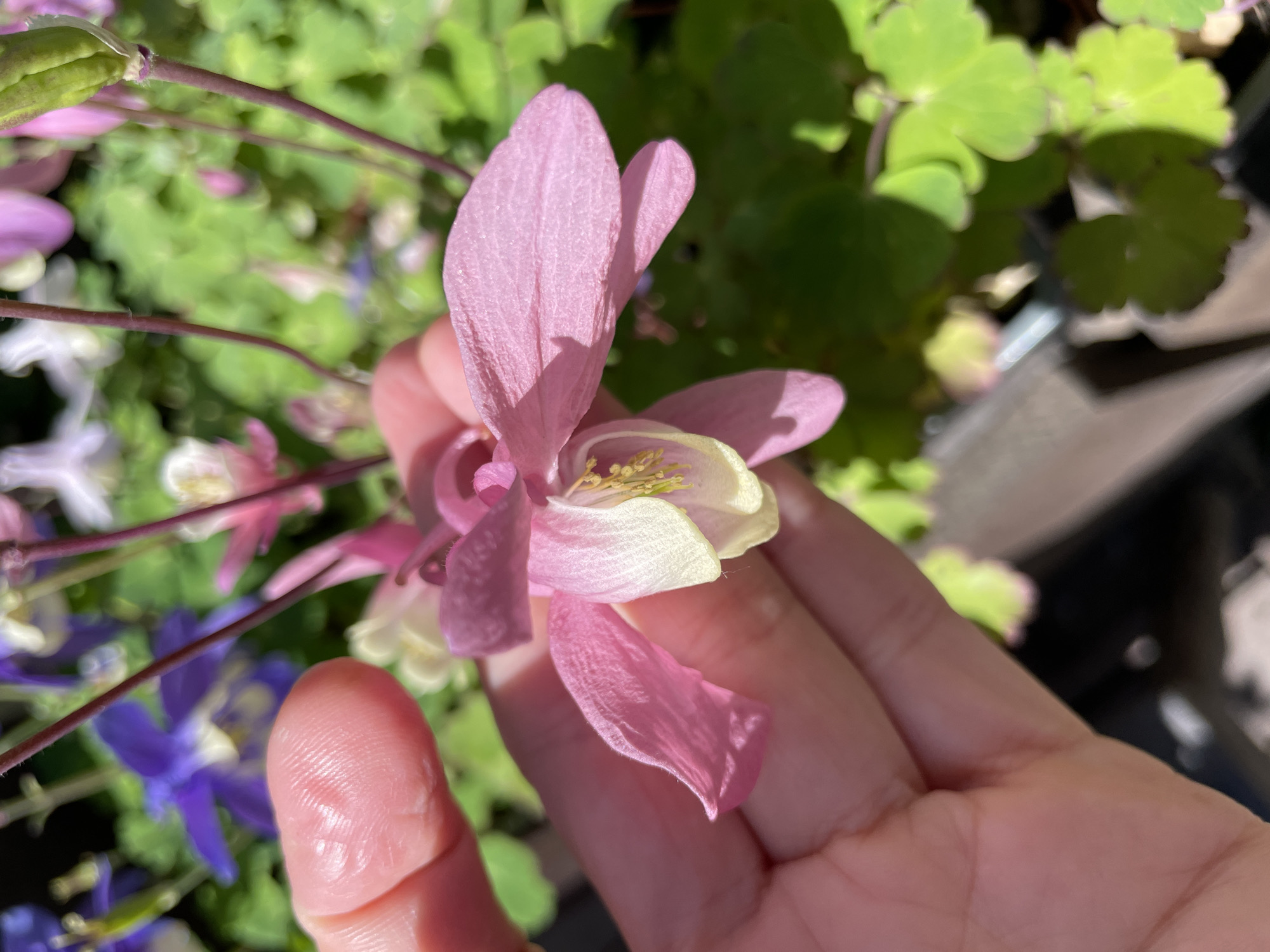 A hand holds a pink and white columbine flower against a background of green foliage and other columbine flowers, including blue ones. The flower's petals are a soft pink, with a creamy white center. The hand obscures part of the flower, with only a portion of the thumb visible. The background consists of blurred green leaves and stems, with other flowers of varying colors partially visible. The lighting is bright and sunny. The location is not discernible as Priozersk, Russia from the visual information available.