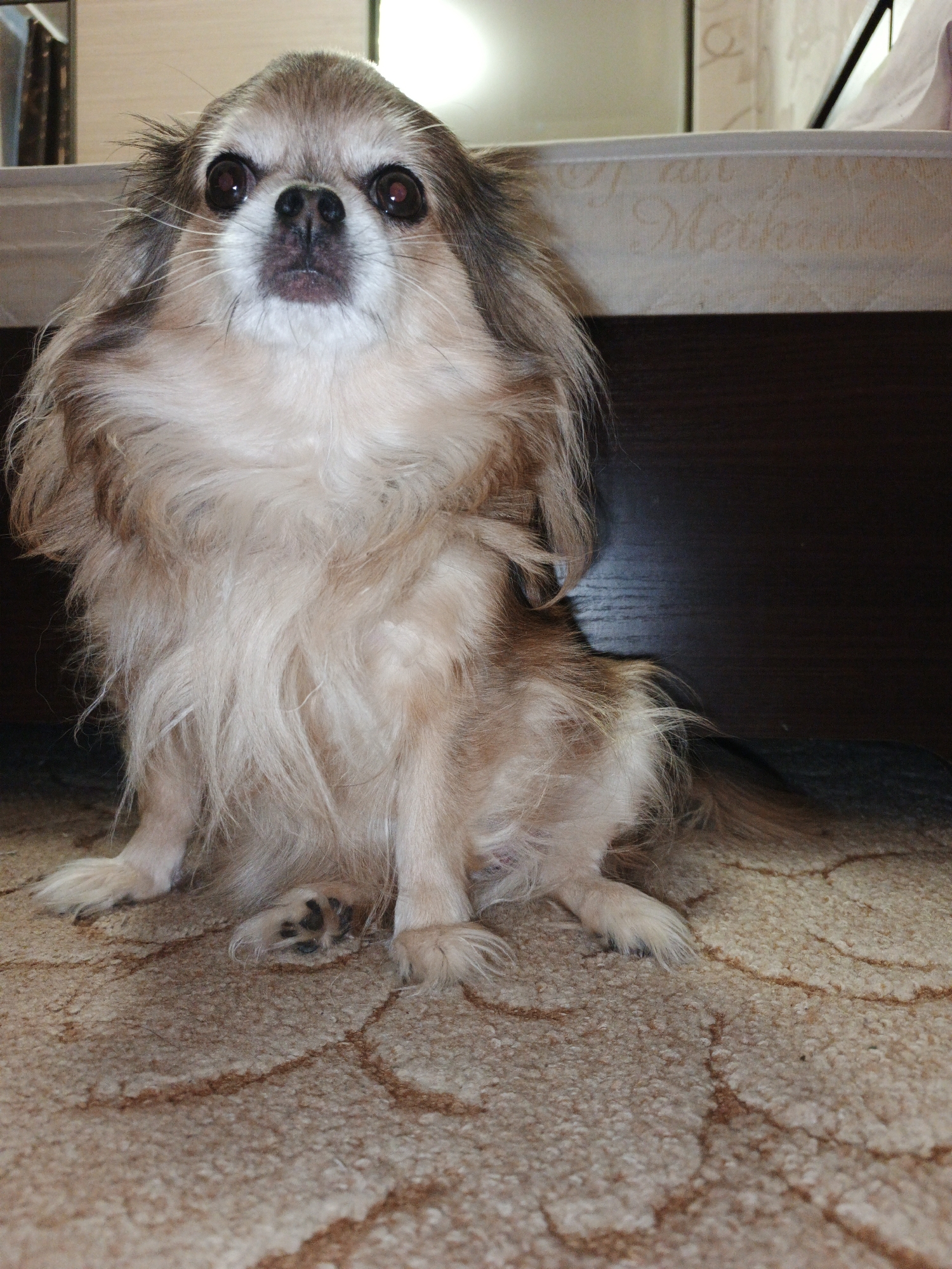 A long-haired chihuahua with tan and white fur sits on a beige carpet in a domestic setting. The dog is facing the camera with its mouth slightly open, revealing a dark pink tongue. The dog's large, dark eyes are prominent. Behind the dog is a dark wooden furniture piece, likely a bed frame, and a section of a mattress with a subtle pattern. The carpet has a light beige color with a darker, reddish-brown pattern that appears to be cracked lines. The background is blurred but suggests an indoor environment with a wall and possibly a window. The image is taken from a slightly low angle. There is no indication of the specific location within the city of Zlatoust, Russia.