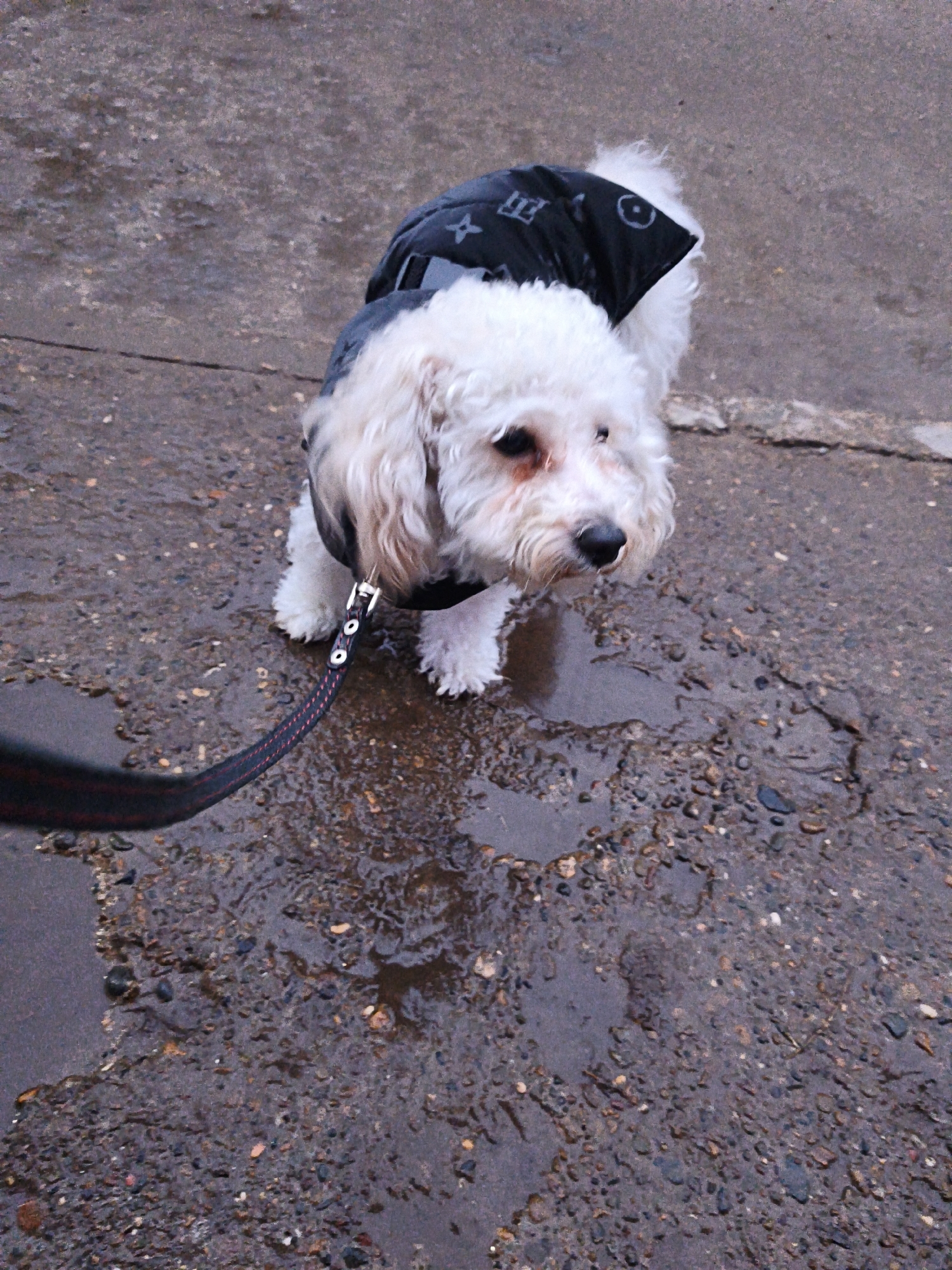 A white dog wearing a black vest with white motifs stands on a wet, grey surface. The dog is attached to a leash. The environment appears to be a paved area or road. The location is assumed to be Chaikovsky, Russia.