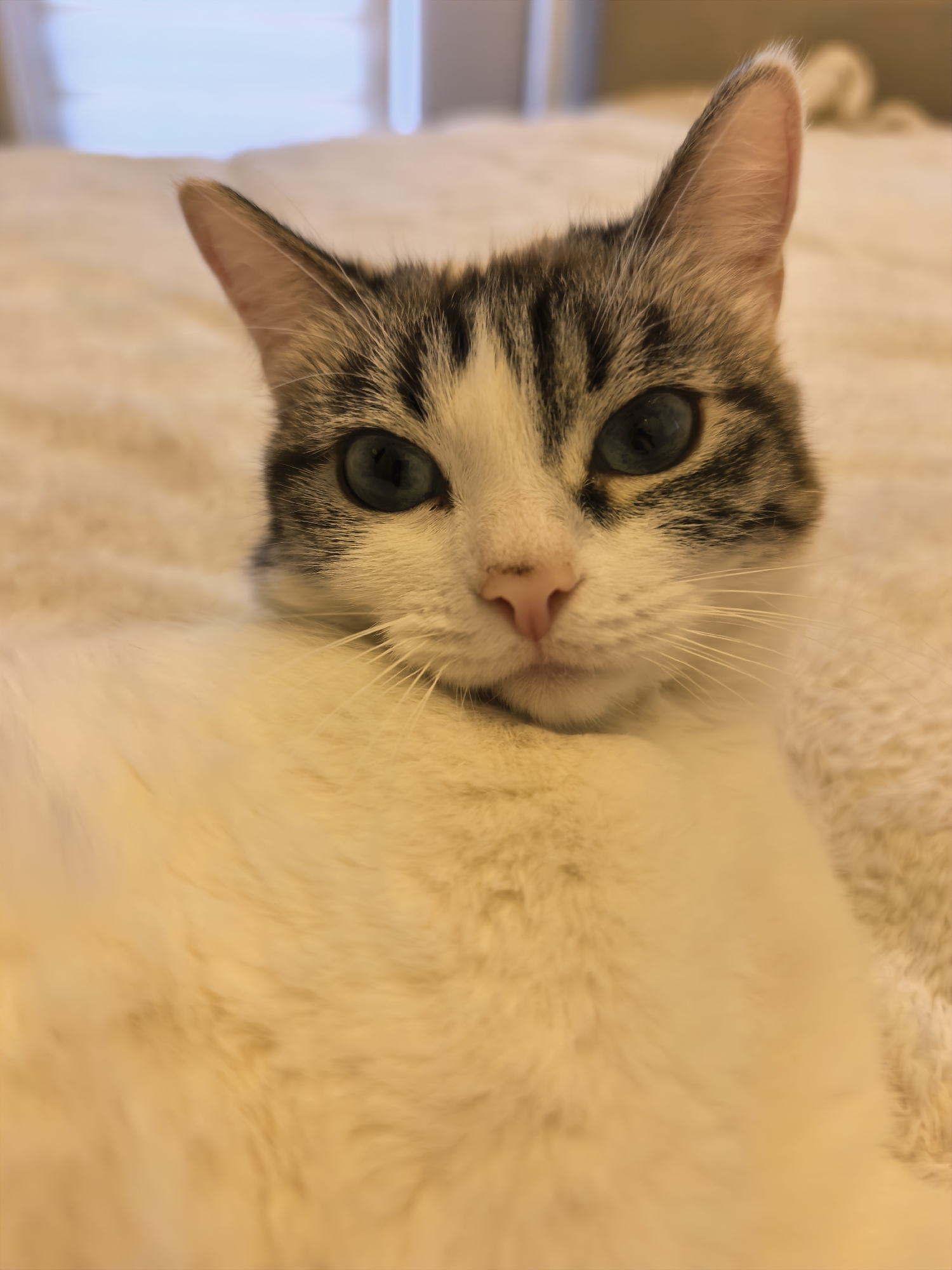 A close-up photograph shows a domestic cat resting on a soft, textured surface. The cat has a white and gray tabby pattern on its head and a pink nose. Its eyes are a striking blue-green. The background is blurred, suggesting a shallow depth of field. There is no indication of a location in Yekaterinburg, Russia.