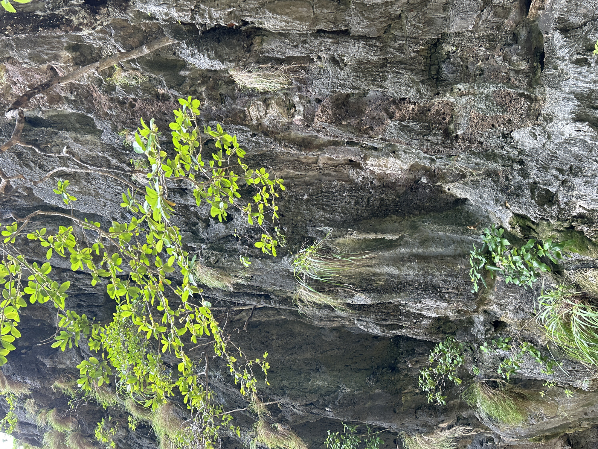 The image depicts a vertical, textured rock face in Ao Nang, Thailand, characterized by its rough, weathered surface and natural crevices. Lush green foliage, including leaves and branches, cascades down from the top left, while tufts of dry grass and smaller green plants sprout from various points on the rock. The rock itself exhibits varying shades of gray, brown, and black, with some areas appearing smoother and others more porous. The overall scene evokes a sense of natural wilderness within the coastal environment of Ao Nang.