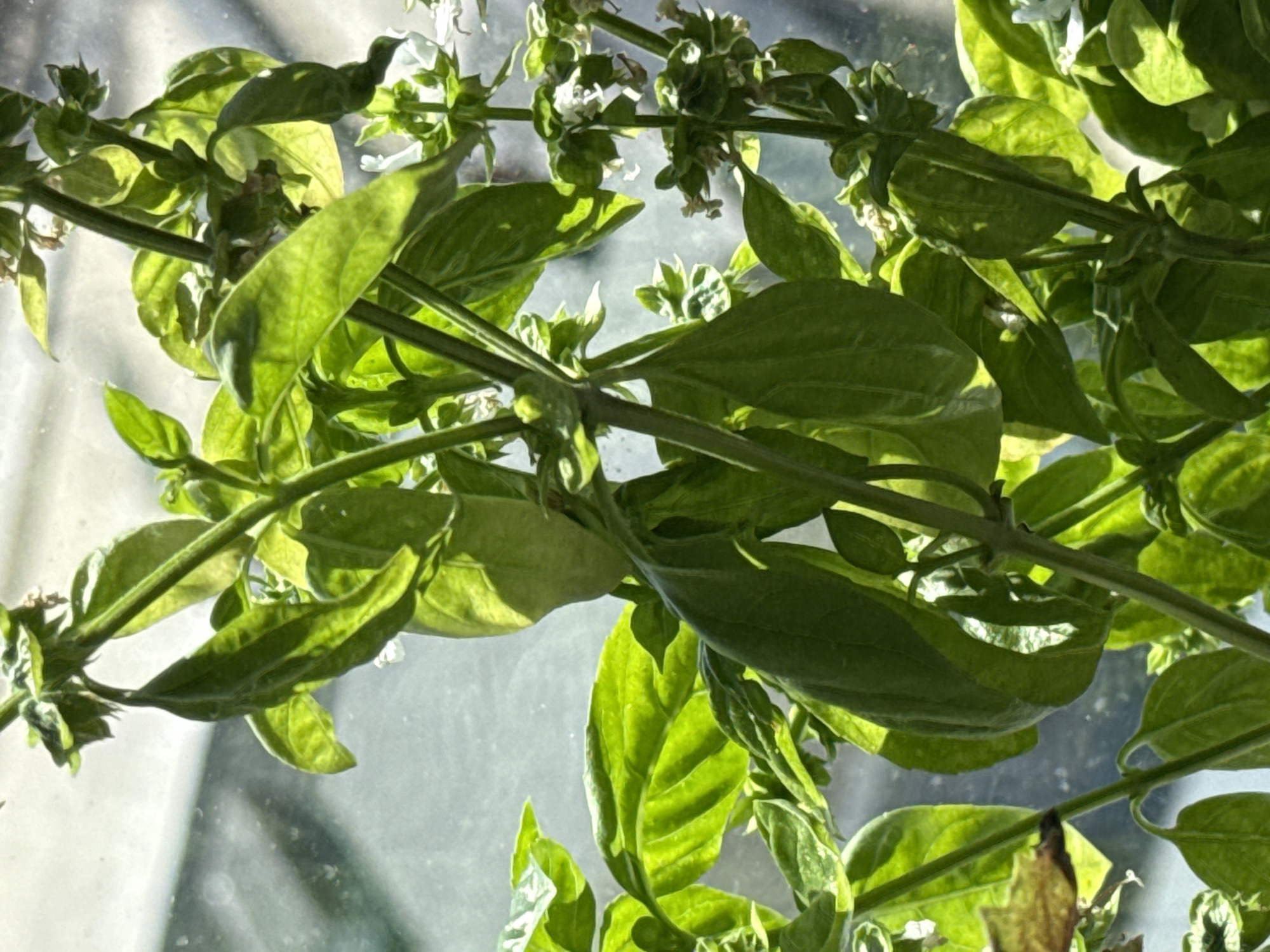The image shows a close-up view of a basil plant. The plant has green leaves and small white flowers. The stems are thin and green. The plant is in a window, and the background is blurry. There is no indication of the location being Perm, Russia, or any people present.