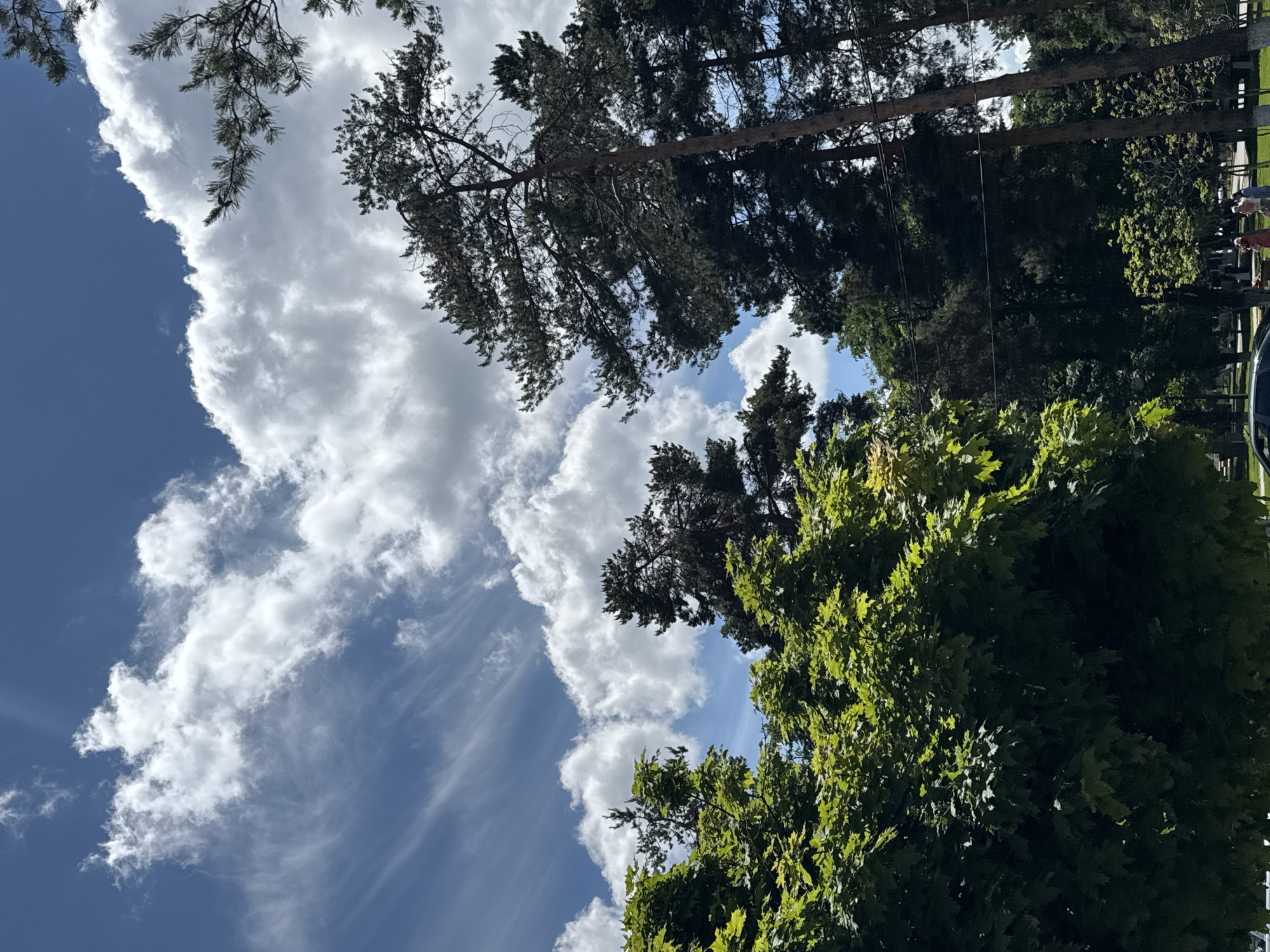 The image depicts a street scene in Karachayevsk, Russia, under a partly cloudy sky. In the foreground, lush green maple trees dominate the left side of the frame, their leaves catching the sunlight. To the right, tall pine trees with dark needles rise against the sky. The sky is a vibrant blue, streaked with wispy cirrus clouds and larger, fluffy cumulus clouds. In the background, there is a paved area with a few indistinct figures of people walking or standing near trees and benches. Electrical wires are visible strung between poles. A dark-colored car is parked in the lower left corner of the image. The overall impression is one of a sunny day in a park-like urban setting.