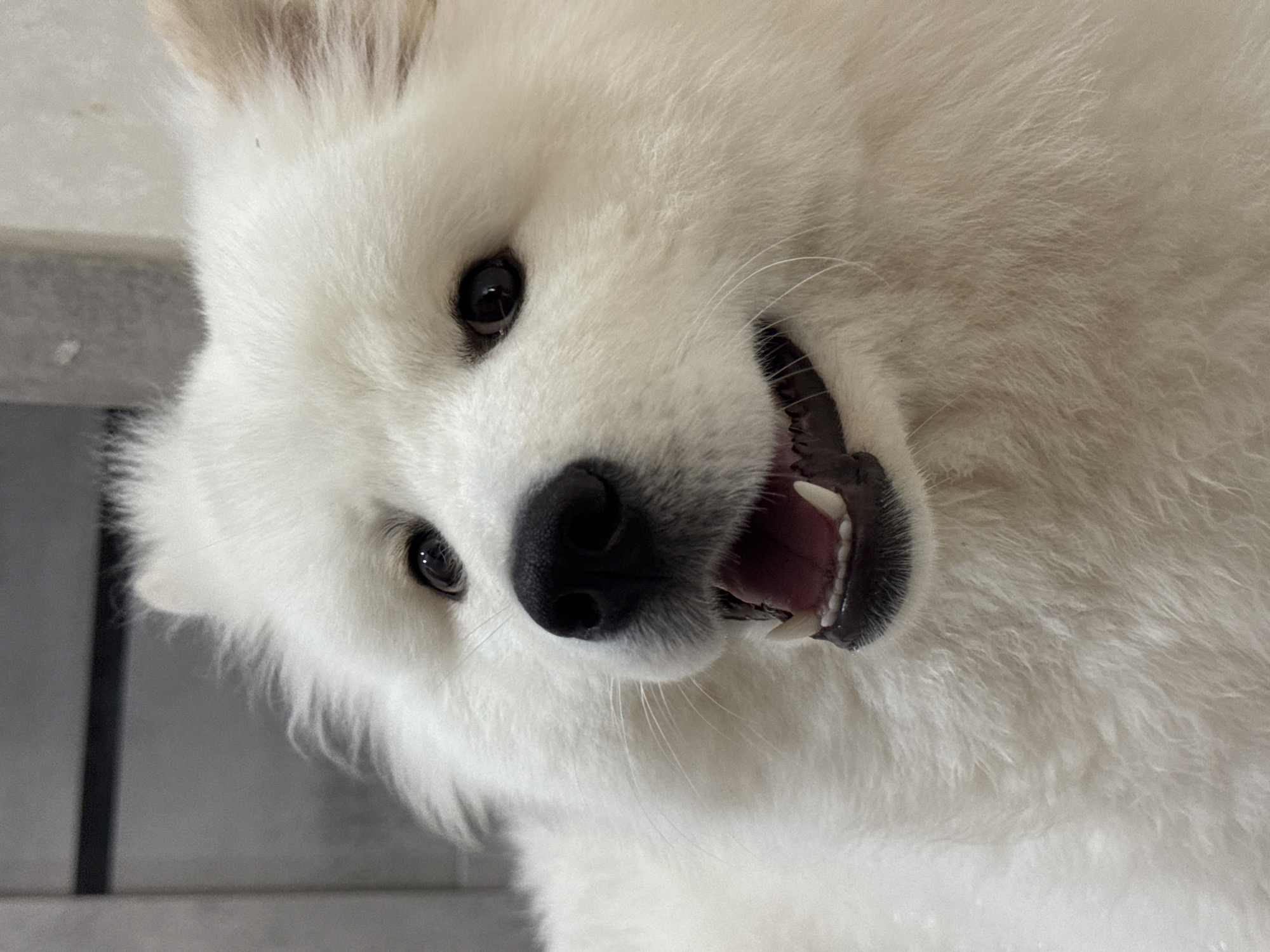 The image is a close-up, head-on shot of a white Samoyed dog with its mouth slightly open, appearing to be panting or smiling. The dog's fur is fluffy and white, with some slight shadowing around its dark eyes and black nose. The background is out of focus and appears to be an indoor setting with neutral-colored walls and possibly a dark cabinet or door on the left. There are no discernable landmarks or features that would indicate a specific location in Chaikovsky, Russia. The image focuses solely on the dog's face.