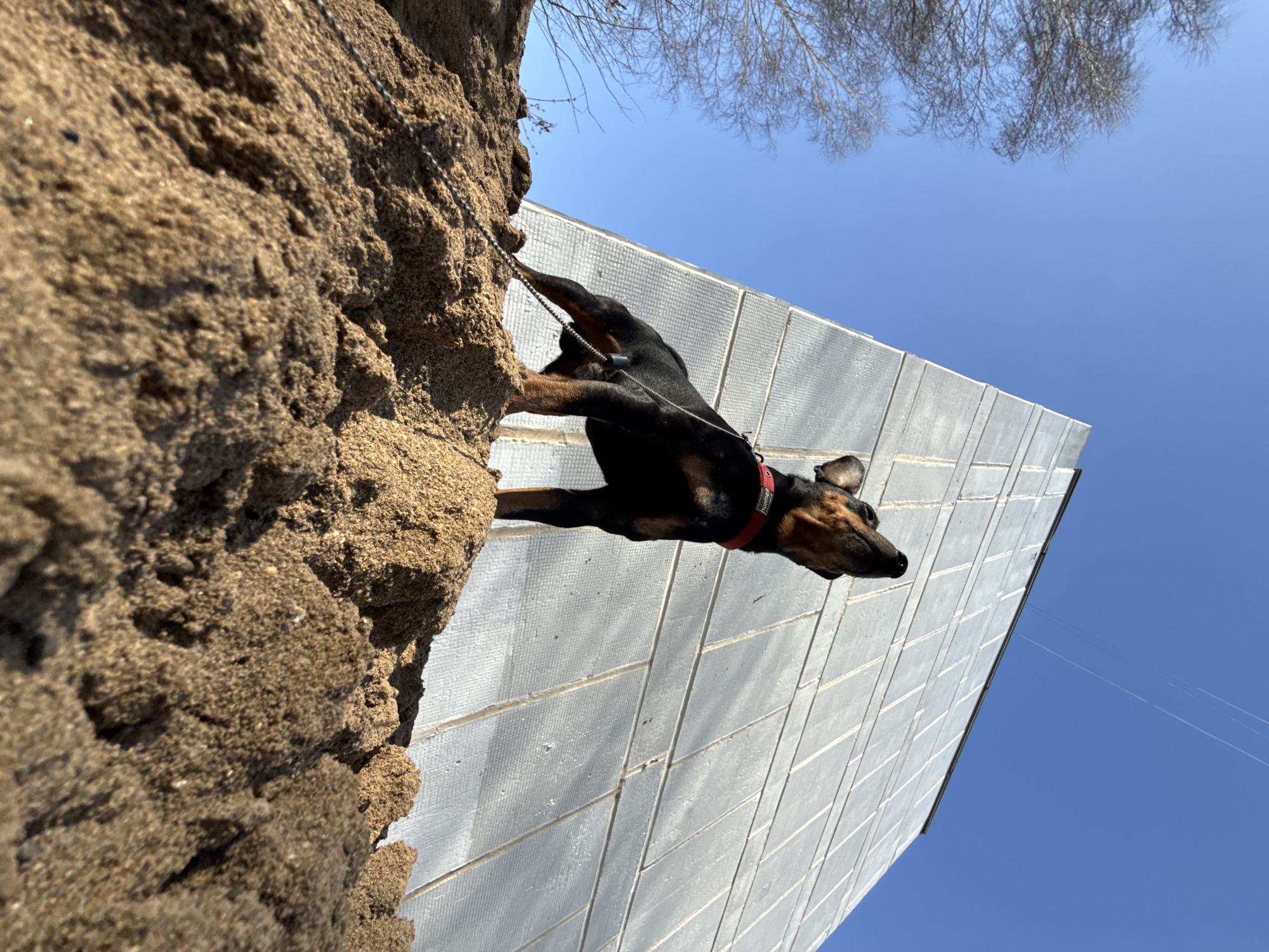 An outdoor scene is captured from an unusual, low-angle perspective, with the image rotated 90 degrees clockwise. The main subject is a black and tan dog, possibly a Dachshund mix, wearing a bright red collar with the name "HUGO" faintly visible. The dog is positioned centrally, appearing to stand on a large, vertical mound of coarse, sandy earth that dominates the left side of the frame. A thin, silver-colored metal chain, possibly a leash, is attached to the dog's collar and extends into the sandy material.
To the right of the dog is a light grey building with a repetitive grid or panel pattern, rising vertically in line with the image's orientation. The background features a clear, bright blue sky, occupying the upper right portion of the frame. Bare tree branches are visible against the sky in the top left corner, suggesting a cold season. The strong sunlight indicates it is daytime, casting subtle shadows that highlight the texture of the sand and the building. The dog appears alert and is looking towards the right side of the frame. This scene is located in Chaikovsky, Russia.
