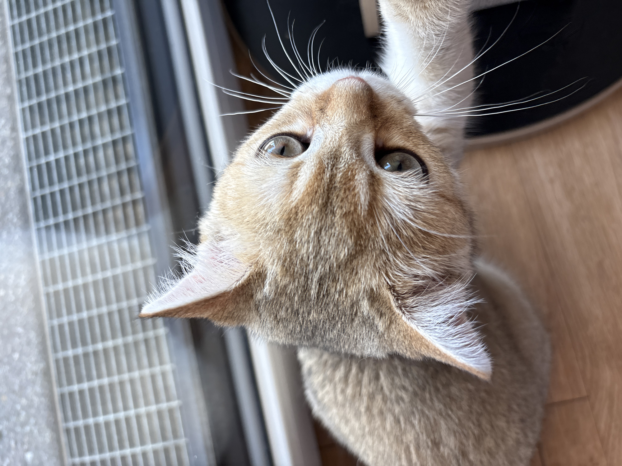 A close-up, high-angle shot captures a ginger and white cat looking upwards. The cat's fur is predominantly light ginger with some white markings, particularly around its face and chest. Its eyes are a striking green. The background consists of a light-colored, slatted surface and a wooden floor. There is no discernible urban landscape or specific location in Bönnigheim, Germany, visible in the image. The cat appears to be indoors, possibly near a window or door, given the slatted structure which might be part of a vent or exterior fixture. The image is static and focuses solely on the cat.
