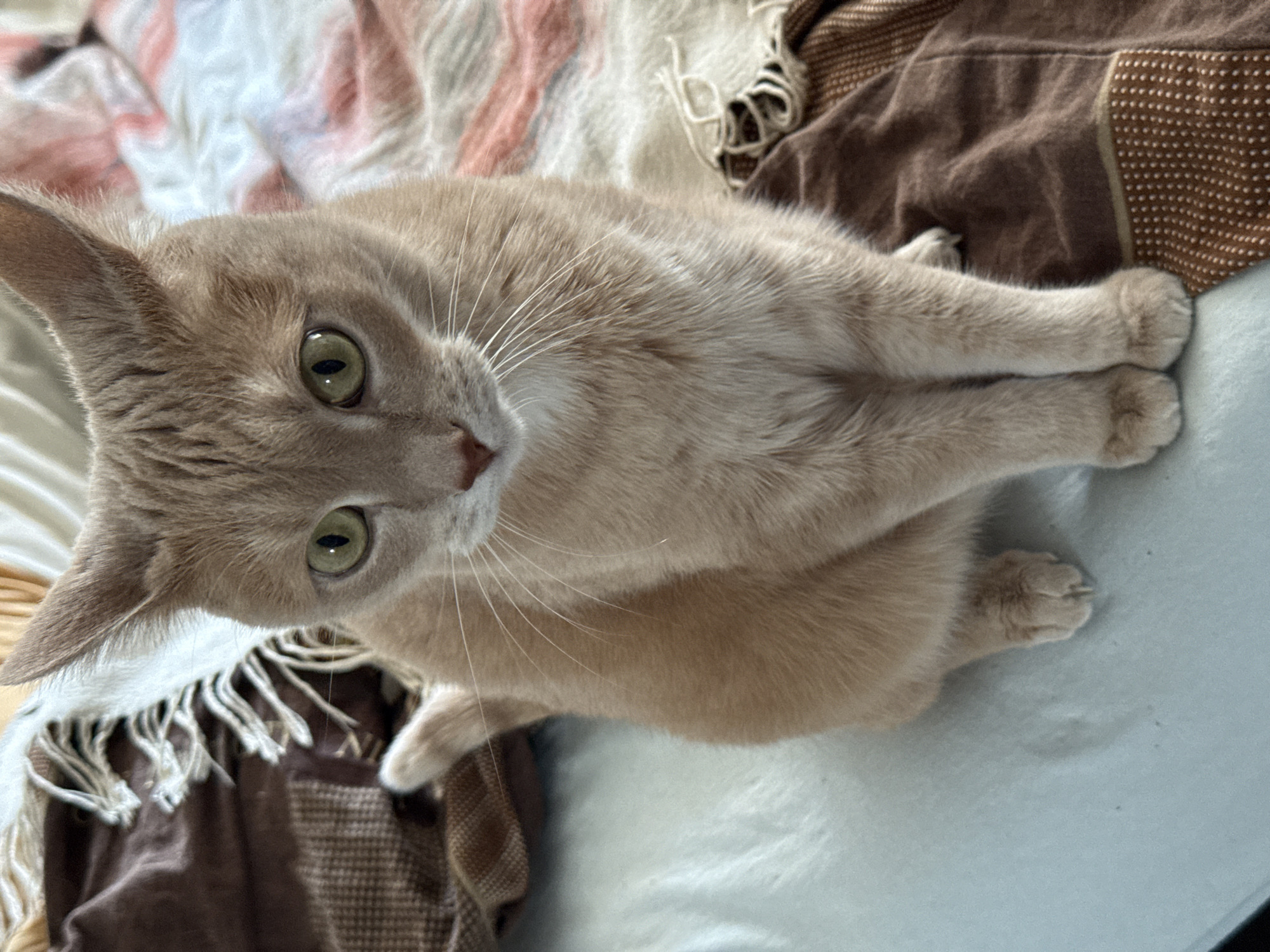 A tan cat with green eyes is sitting on a light blue surface. The cat is positioned towards the left side of the frame, looking up at the camera. Behind the cat, there is a patterned blanket with light pink, white, and brown tones. The blanket has tassels. The location in Chaikovsky, Russia, is not discernible from the visual data provided.