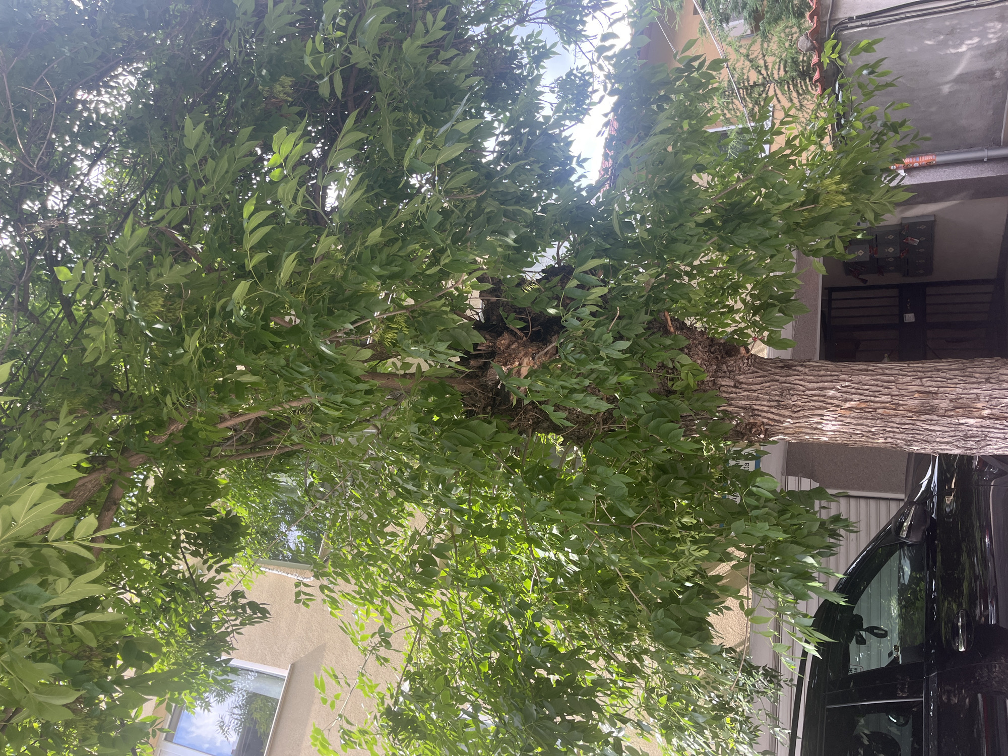 The image shows a tree with dense green foliage covering much of the frame, obscuring a view of the surrounding environment. The tree's trunk is prominent, with bark texture visible. Adjacent to the tree, a building with a light-colored facade can be seen. Part of a black vehicle is also visible, with a reflection in its window. The location is Plovdiv, Bulgaria.