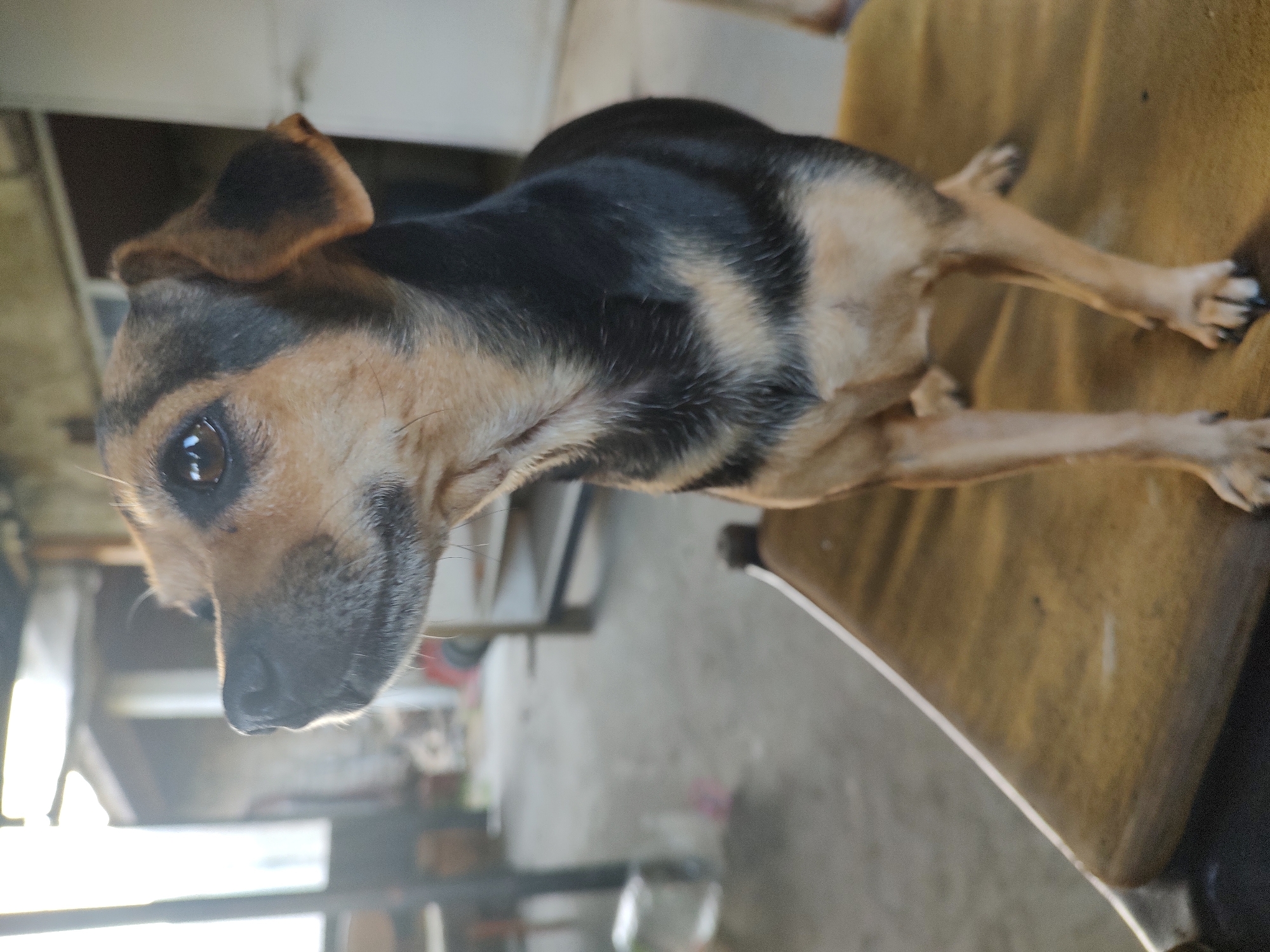 In the city of Kochmar, Bulgaria, a medium-sized dog with tan and black markings stands on a worn, yellow cushion in an open, dimly lit structure. The dog is positioned facing left, with its head turned slightly towards the viewer. The background consists of concrete flooring, a doorway, and indistinct shelving units, suggesting an unfinished or utilitarian indoor space. Sunlight streams in from the left, creating a lens flare effect and highlighting the dog's fur and eyes. The overall impression is one of a domestic animal in a simple, perhaps rural, setting.