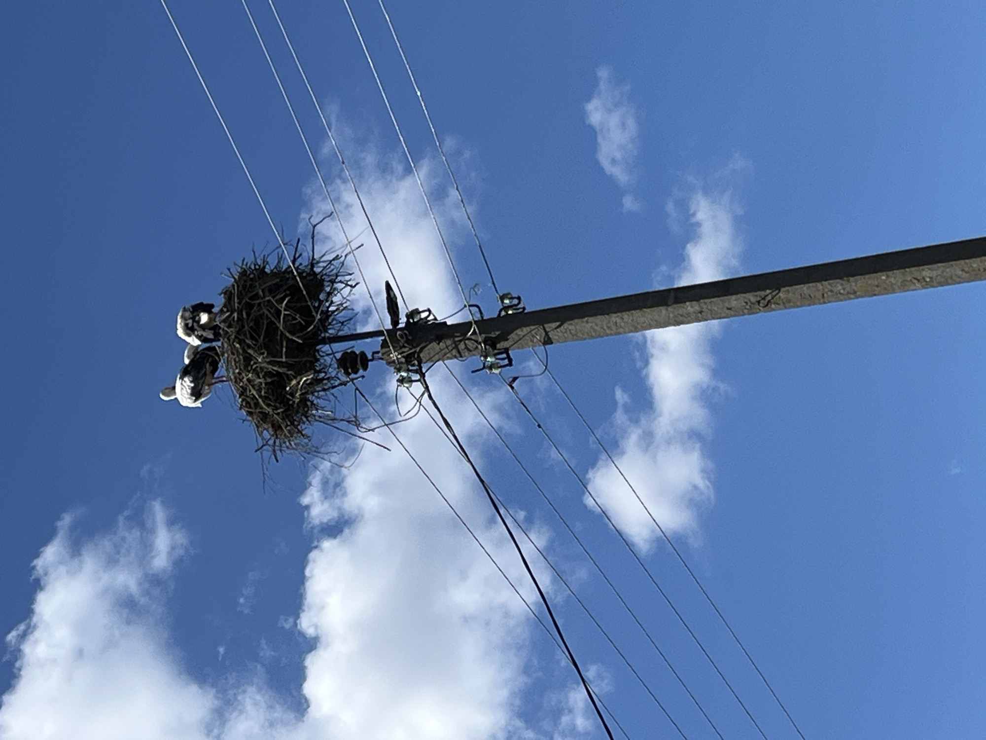 Two storks are perched in a large nest constructed on top of a utility pole. The nest is made of twigs and other natural materials. The pole is made of concrete and has several wires running across it, some of which are supported by insulators attached to the pole. The sky is blue with scattered white clouds. The scene appears to be located in an outdoor, possibly rural, setting.