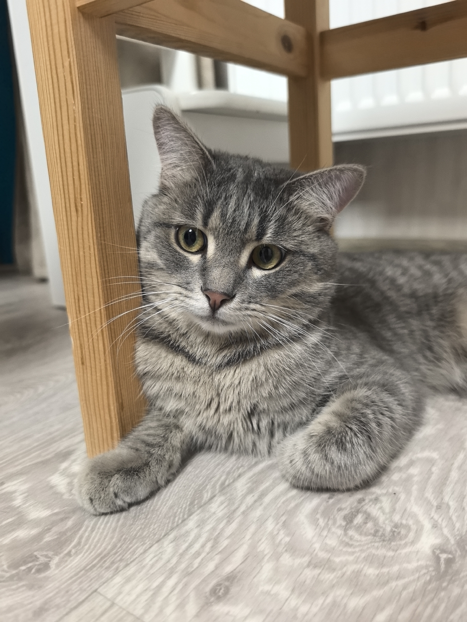 A medium shot shows a gray tabby cat lying on a light gray wood-patterned floor, partially under a wooden stool. The cat is facing the camera with its head turned slightly to the left. It has green eyes, a pink nose, and long white whiskers. Its fur is short and dense with distinct tabby markings. The cat's front paws are tucked beneath its chest, and its body extends to the right out of the frame. The wooden stool has a light brown finish and is positioned on the left side of the frame, casting a shadow on the floor. The background is out of focus and appears to be an indoor setting with a hint of a white radiator and a dark blue vertical element on the far left. The lighting is soft and even.