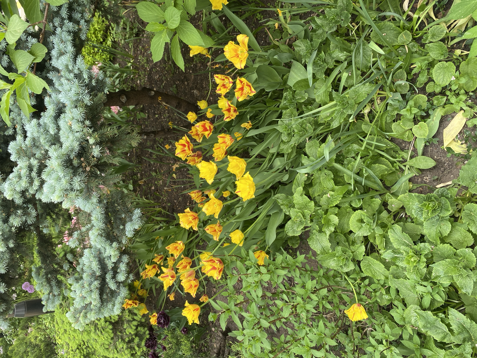 The image shows a garden in what could be Moscow, Russia, based on common plants in the area. There are no people visible. The main subjects are various plants, including a blue spruce, yellow and red tulips, and various types of greenery. The objects include the plants themselves and the soil. There are no visible actions or interactions. The environment consists of a garden or landscaped area with a variety of plants growing in soil. The light suggests it is daytime, though potentially overcast.