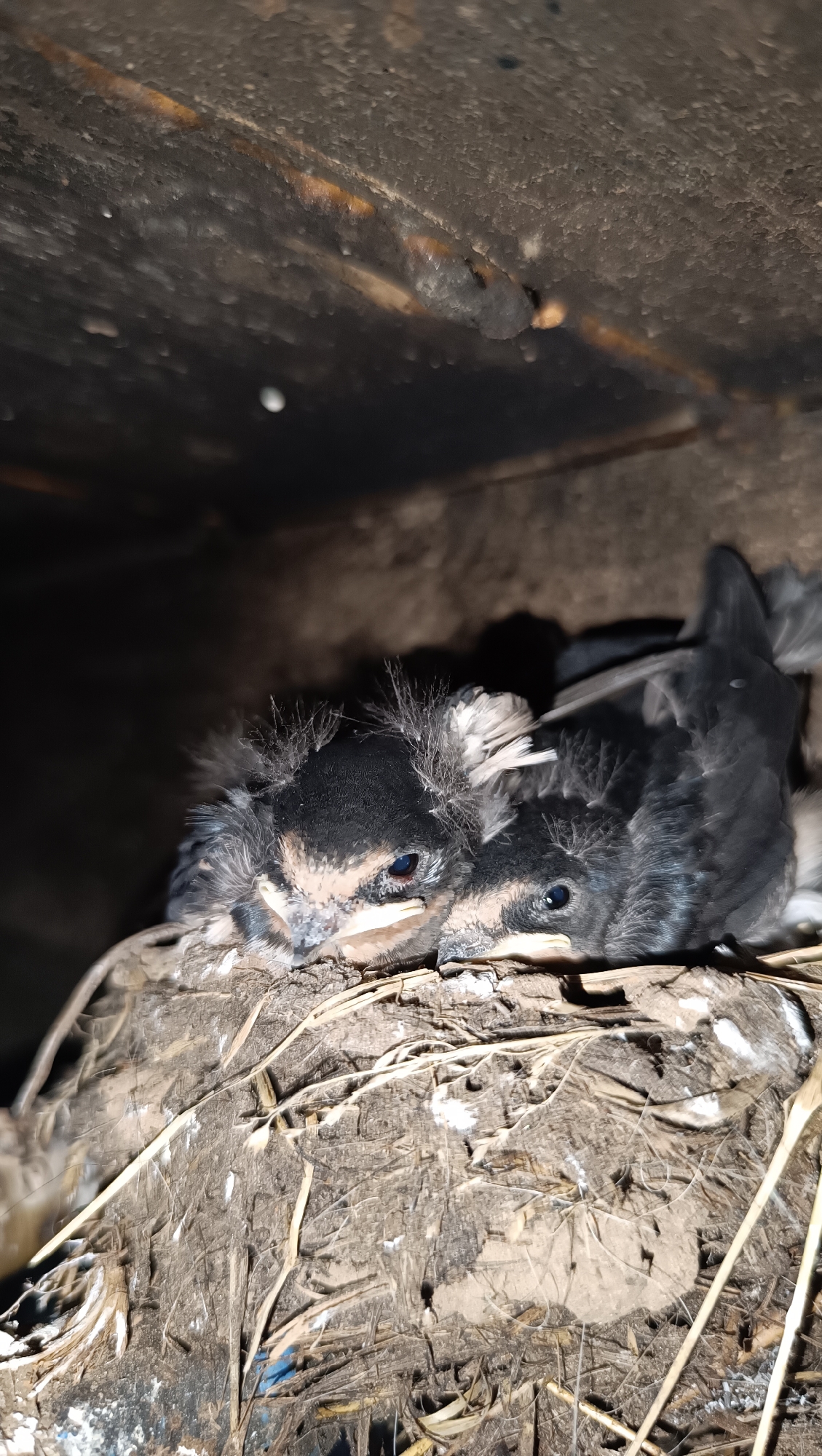 Two young birds are nestled together in a nest made of twigs and mud. The birds have dark feathers with lighter markings on their faces and fuzzy down on their heads. One bird is facing left, with its eye clearly visible. The other bird is partially obscured by the first, but its head is also visible. The nest is situated in a dark, enclosed space, possibly a cavity or under an overhang. The overall impression is one of vulnerability and early development.