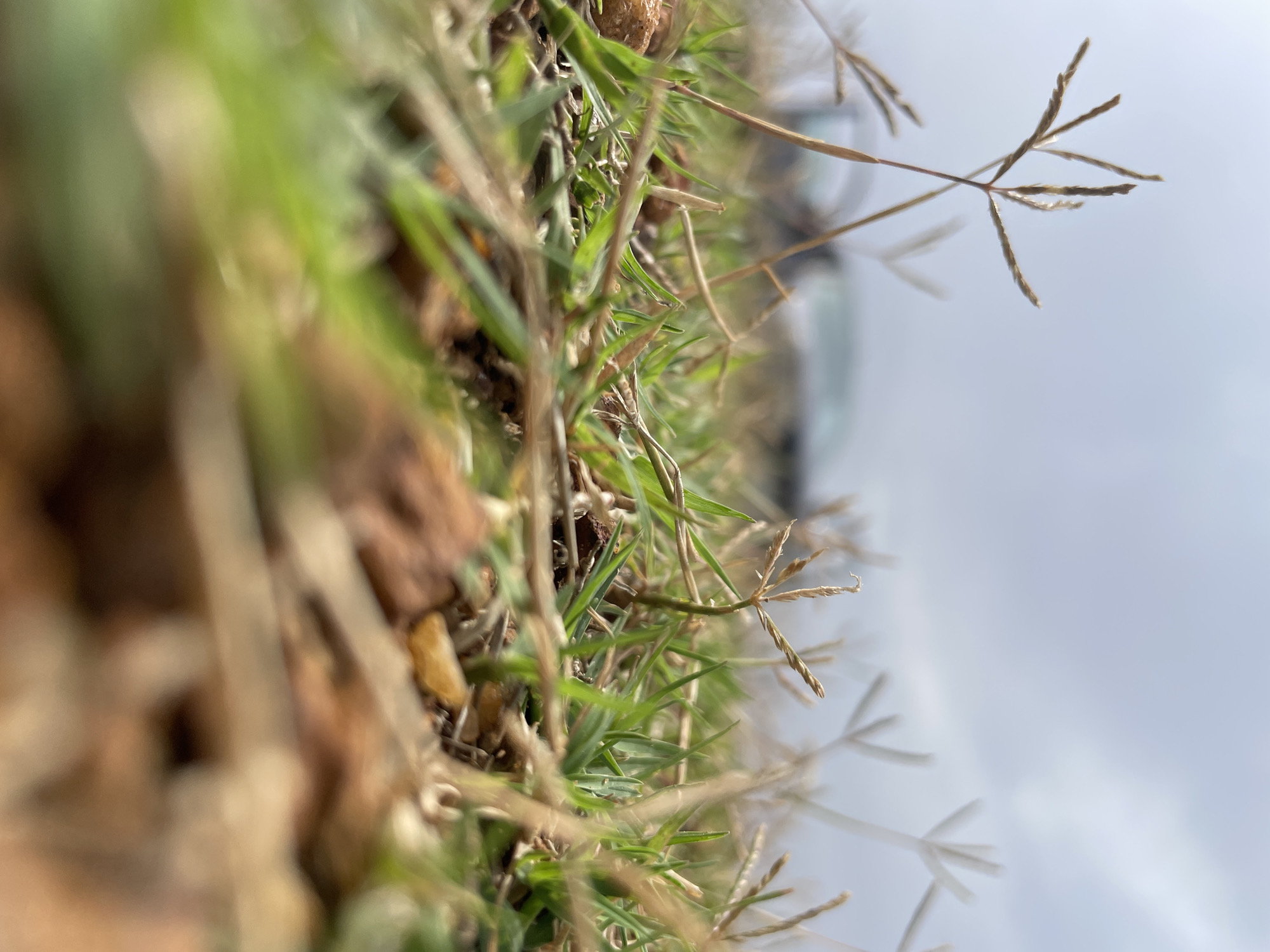 The image shows a close-up of grass and dry vegetation, likely in an outdoor environment. The perspective is low, near ground level. The background appears to be a blurry sky or overcast sky, giving the impression of a wide open space. No people, subjects, objects, actions, or interactions are discernible beyond the vegetation and sky. There is no way to prove from this single image that the picture was taken in Jos, Nigeria.