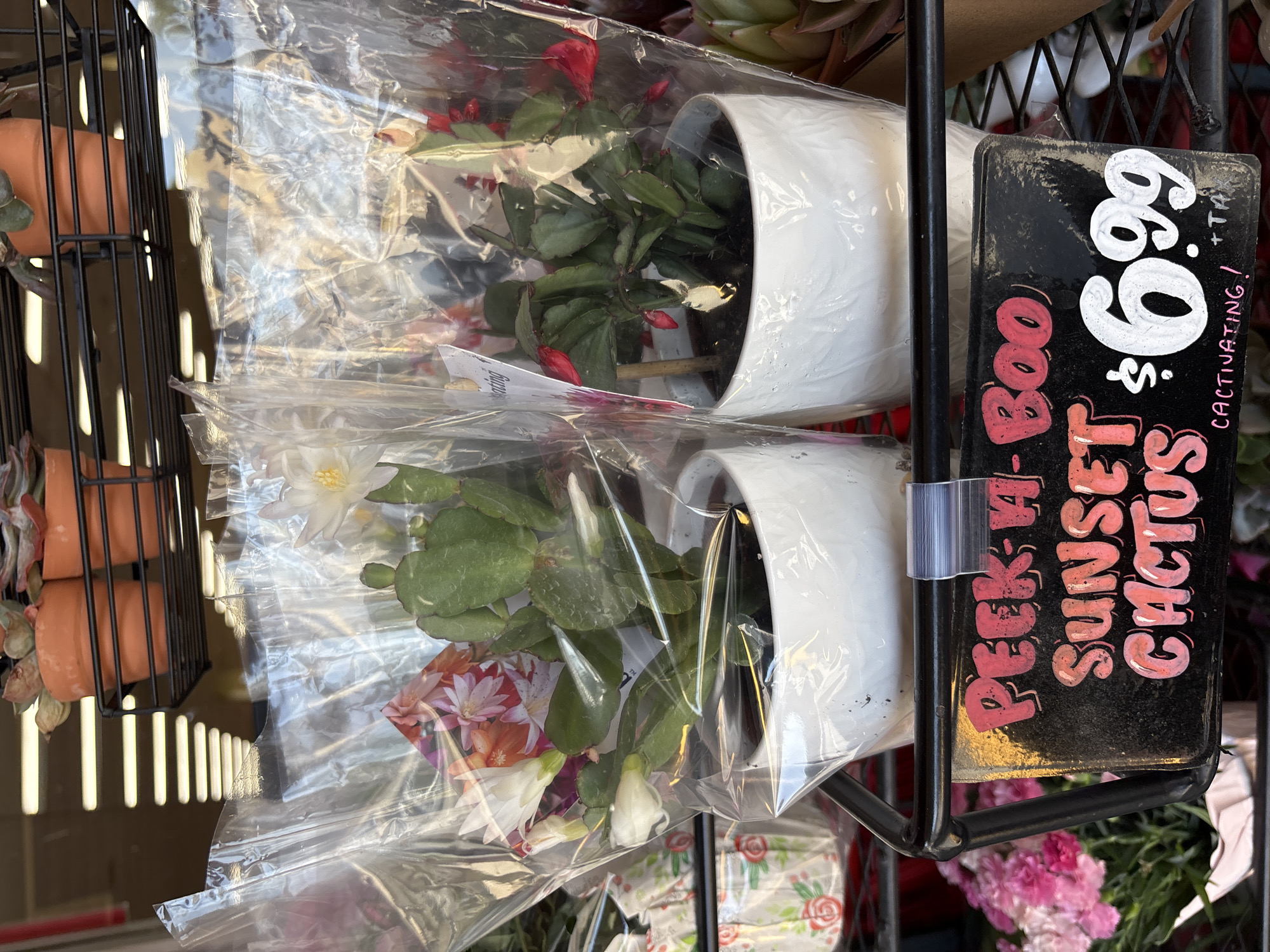 This image displays two potted holiday cacti (Schlumbergera), likely on sale in a retail environment such as a plant nursery or garden center. The plants are presented in white, textured pots and individually encased in clear plastic bags, resting within a black metal display rack.
The upper plant features vibrant red flower buds, while the lower plant exhibits white or light yellow flowers and buds, both with characteristic green, segmented leaves. A colorful informational tag with images of flowers is partially visible through the plastic wrapping of the bottom plant.
To the left, a section of the black metal rack holds several small, empty terracotta-colored pots, possibly for succulents, some of which are faintly visible. Blurry pink flowers can be seen in the background towards the bottom right, indicating other plant displays nearby.
A black rectangular sign is prominently attached to the metal rack on the right. The sign advertises "PEEK-A-BOO SUNSET CACTUS" in playful pink and orange lettering. A large price of "$6.99" is displayed in white, accompanied by smaller pink text that reads "CACTIVATING!" and "+TA," likely indicating that tax is additional.
The scene is brightly lit, suggesting it is daytime. The image itself is rotated 90 degrees clockwise, making the display appear on its side.