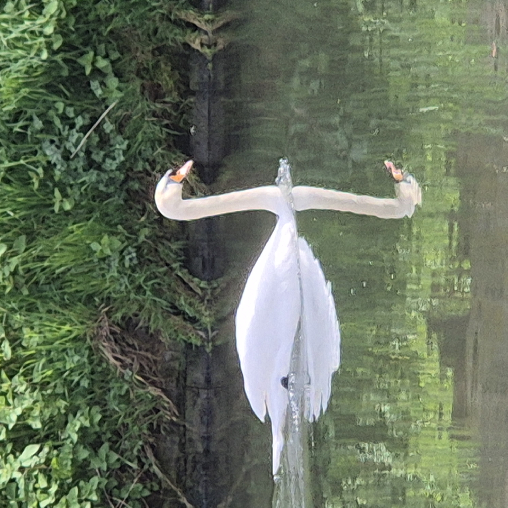 A digitally processed medium shot shows two swans reflected in water. Their necks are arched towards each other and their wings are raised. They are floating in a narrow waterway with green plants on one side. The location is likely in Strasbourg, France, due to the architectural style of the blurred buildings visible in the water reflection.