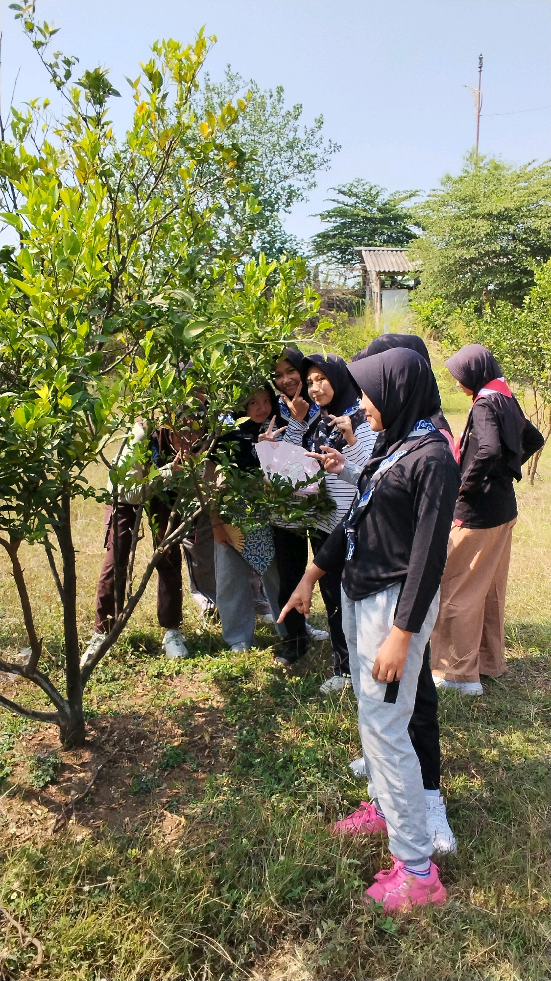 A group of five young women, likely students or scouts given their attire which includes headscarves and badges, are gathered outdoors in a rural or park-like setting, possibly in the city of Mojokerto, Indonesia. They are standing around a small, leafy tree with a visible trunk. The woman in the foreground, wearing a black long-sleeved shirt, grey pants, and bright pink sneakers, is pointing towards something on the tree. The other women are partially obscured by the tree's foliage and are looking in the same direction. One woman behind the tree is holding a piece of paper with a drawing on it. The ground is covered with dry grass and some green vegetation, with visible tree branches and leaves forming the background. A structure, possibly a small shed or shelter, and a utility pole are visible in the distance, suggesting a semi-developed area within a larger natural environment. The sky is clear and blue.