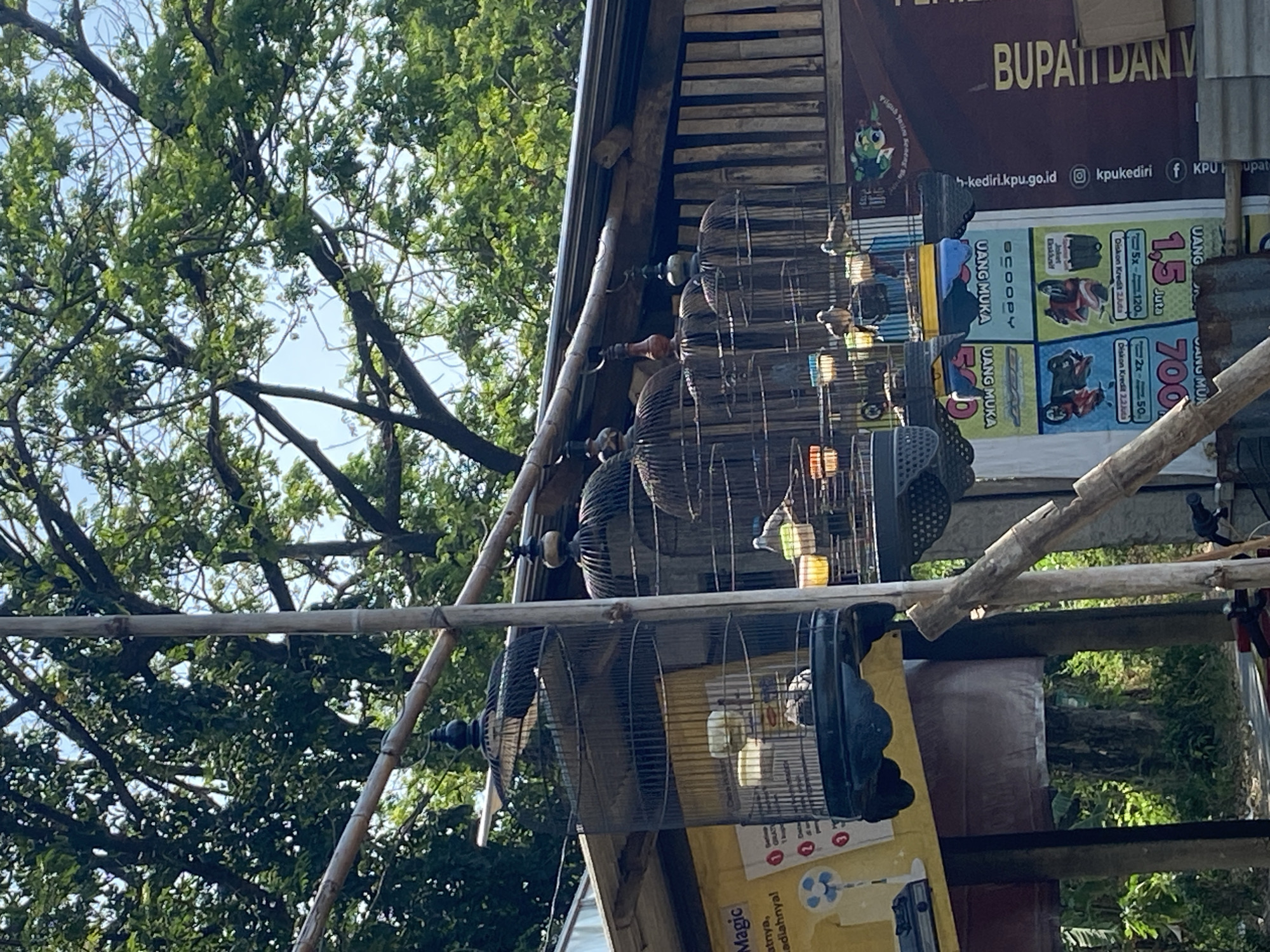 A close-up, eye-level shot shows several ornate, dark bird cages hanging outdoors from bamboo poles. The cages are primarily made of dark wire mesh with dark, decorative tops and bases. Inside the cages, small birds, likely doves or pigeons, can be seen perched on ledges and drinking from small containers. The cages are arranged in a row, with some appearing to be larger than others.
In the background, a rustic wooden structure with a corrugated metal roof is visible, suggesting a market stall or outdoor shop. Yellow and blue posters with text in Indonesian are attached to the front of the structure, featuring images of motorcycles and what appear to be advertisements. The scene is set against a backdrop of lush green trees and a bright blue sky, indicating a sunny day. The presence of the "kpukediri.go.id" and "BUPATI DAN W..." text on a dark brown banner on the right side of the image, along with the presence of other Indonesian text on the posters, strongly suggests the location is within the administrative area of Kediri City, Indonesia. The overall impression is that of an outdoor market or roadside stall selling birds in the city of Kediri.
