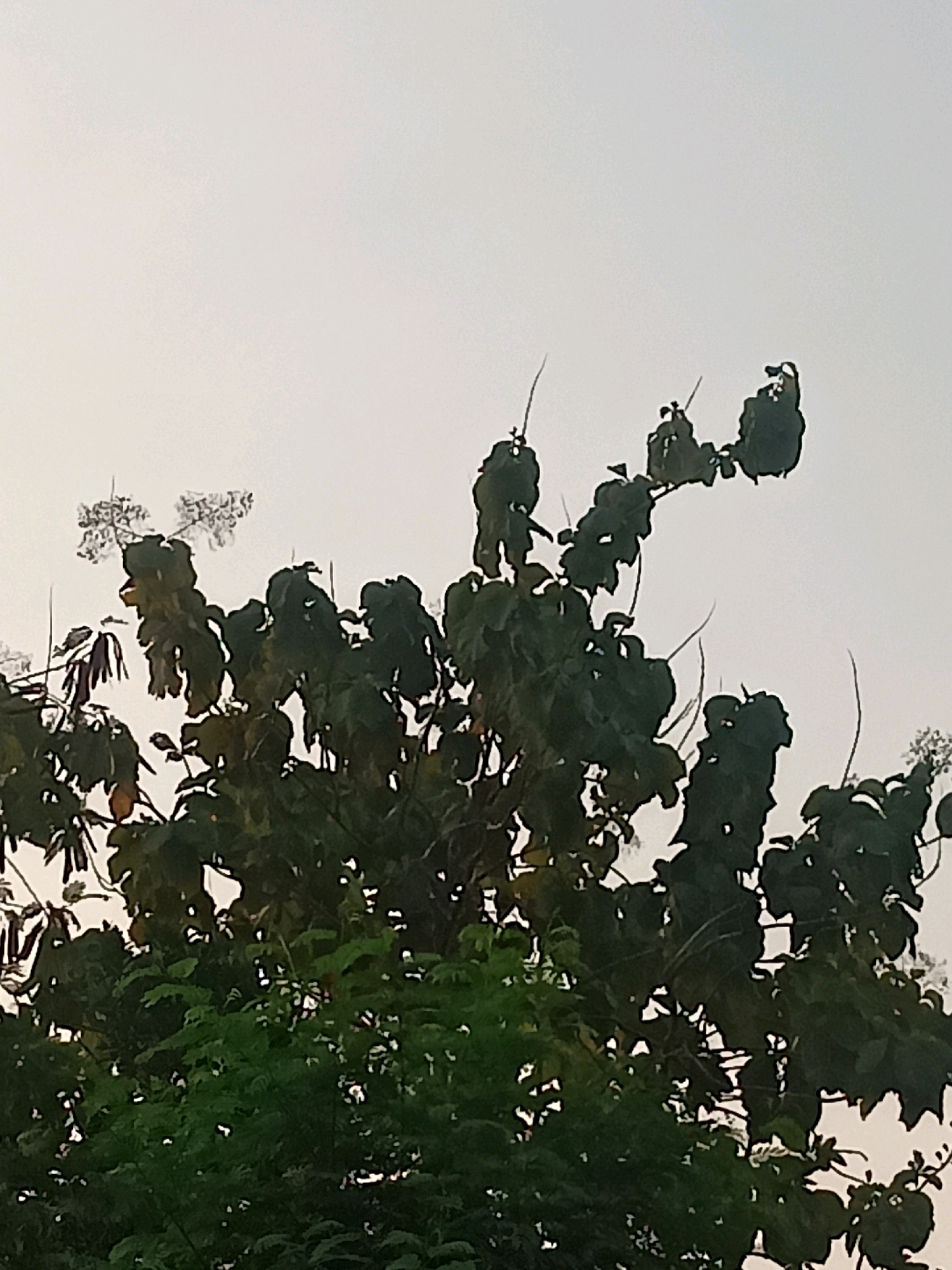 The image shows the upper branches of trees against a pale, overcast sky. The foliage is dark green and appears dense, with some of the leaves silhouetted against the sky. There are a few small clusters of white flowers visible among the leaves. The overall impression is that of a calm, natural scene. The image does not contain any elements that would allow for the identification of a specific location within Slogo, Indonesia, nor does it depict any people or actions.