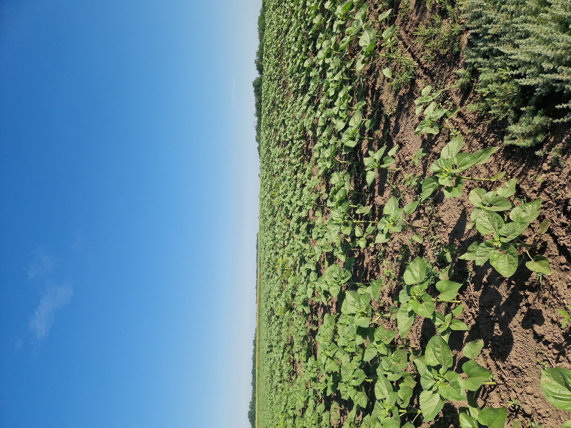 A vast field of young green plants, likely sunflowers, stretches across the frame under a clear blue sky. The plants are densely planted in rows on dark, dry soil, with some showing multiple leaves and sturdy stems. The field extends to the horizon, where a line of distant trees is visible against the sky. The lighting suggests it is daytime, with shadows cast by the plants indicating the direction of the sun. In the foreground, there are some patches of smaller, more feathery green vegetation. The overall scene depicts a rural agricultural landscape.