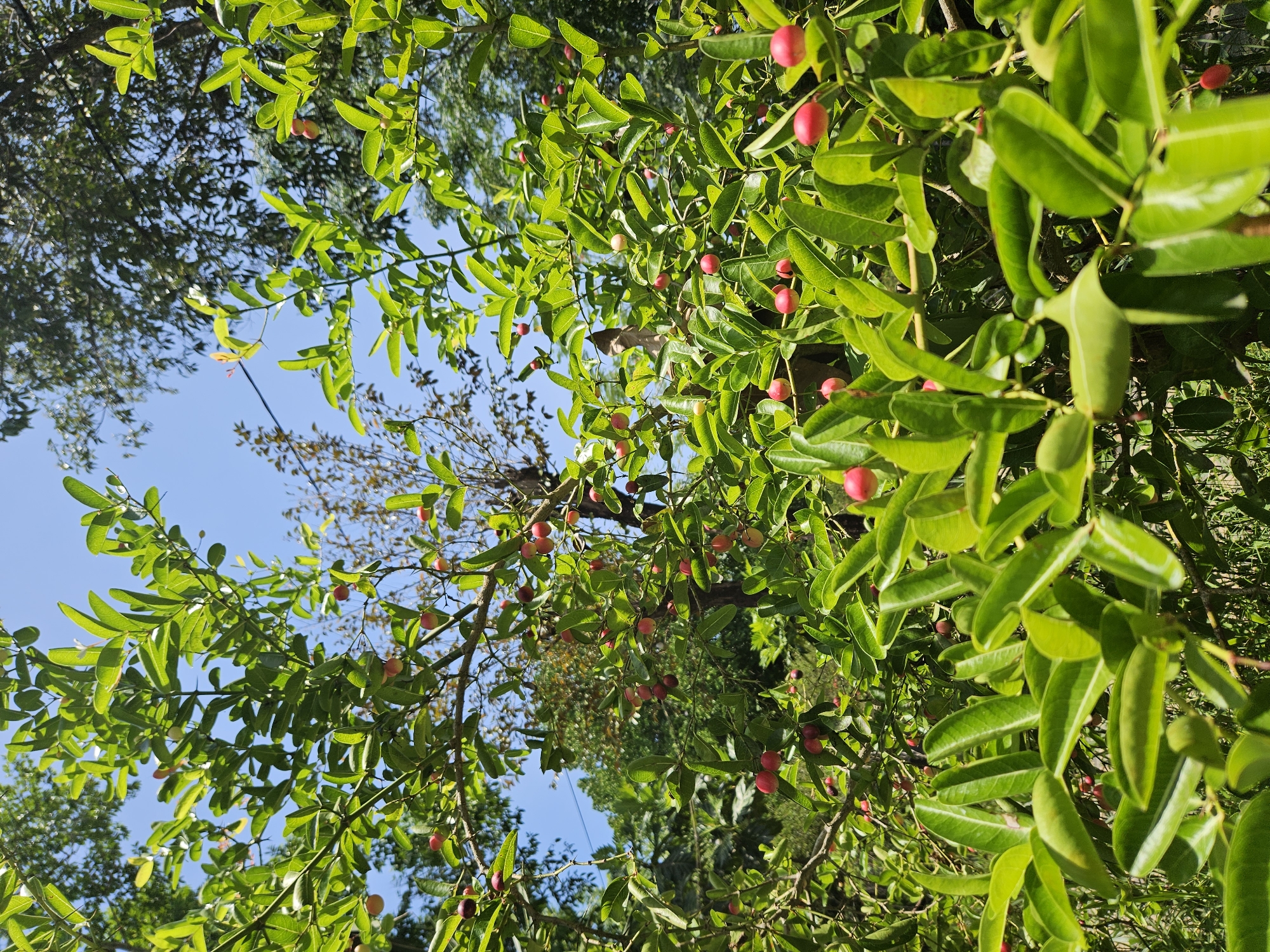 The image depicts a close-up view of a fruit-bearing tree with abundant red and light pink berries, likely karonda fruit, set against a bright blue sky. The branches are laden with vibrant green leaves, and some berries are partially obscured by the foliage. The scene is characterized by lush vegetation, suggesting a natural or garden setting. There are no people or discernible man-made structures in the immediate vicinity of the tree. The lighting indicates a sunny day, with dappled sunlight filtering through the leaves. The overall impression is one of natural abundance and freshness. The location in the city of Đà Nẵng, Vietnam, implies a tropical or subtropical climate, which would support the growth of such a tree.