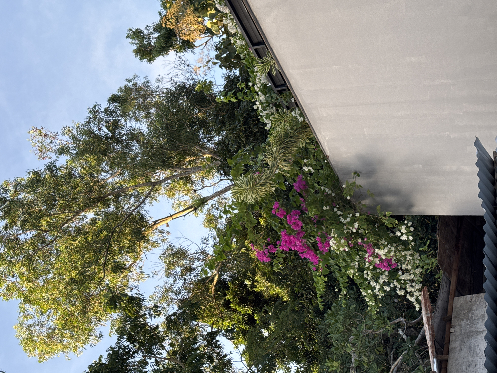 The image shows an outdoor scene in Kuta Selatan, Indonesia, featuring a mix of natural elements and built structures. A tall tree with green foliage extends across the left side of the image, reaching towards a bright, cloud-dotted sky. In the middle, vines with vibrant pink and white flowers climb up a gray concrete wall, partially obscuring it. The edge of a metal corrugated roof is visible in the bottom right corner. The lighting suggests a sunny day.